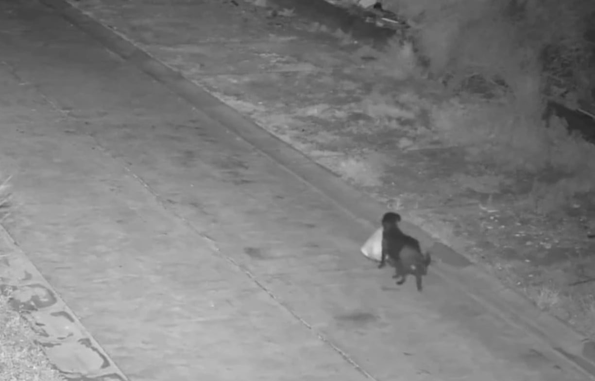 رجل يُزعم أنه يدرب كلباً على إلقاء أكياس القمامة بشكل غير قانوني على جانب الطريق رجل يُزعم أنه يدرب كلباً على إلقاء أكياس القمامة بشكل غير قانوني على جانب الطريق