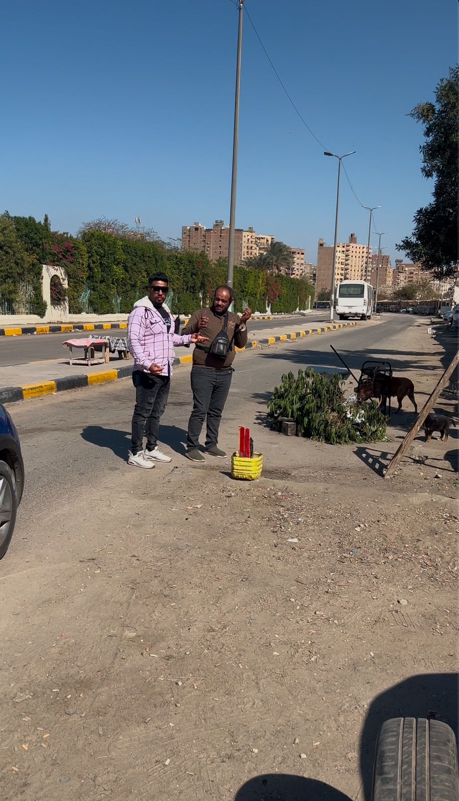 حملة التطعيم والتعقيم للكلاب