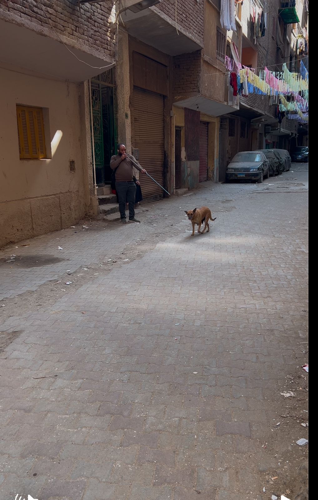 جانب من تطعيم وتعقيم الكلاب