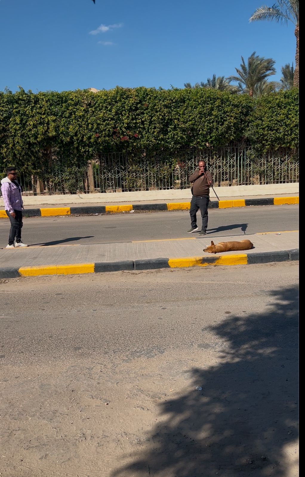 حي المنيرة الغربية يشن حملة لتطعيم وتعقيم الكلاب ضد السعار