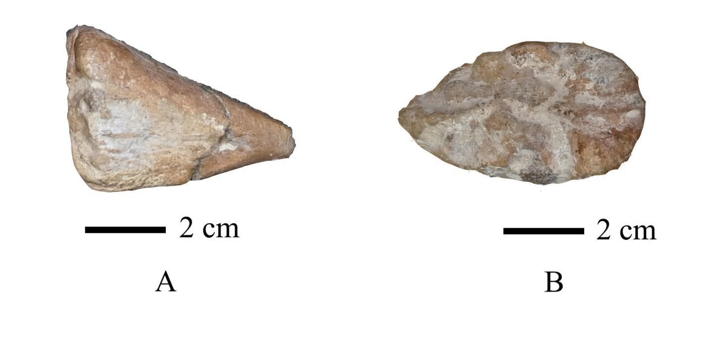 اكتشاف أسماك مفترسة من العصر الطباشيري