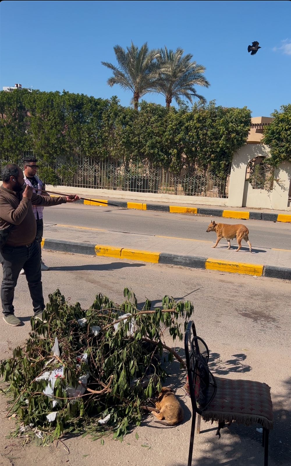 عملية تطعيم وتعقيم الكلاب