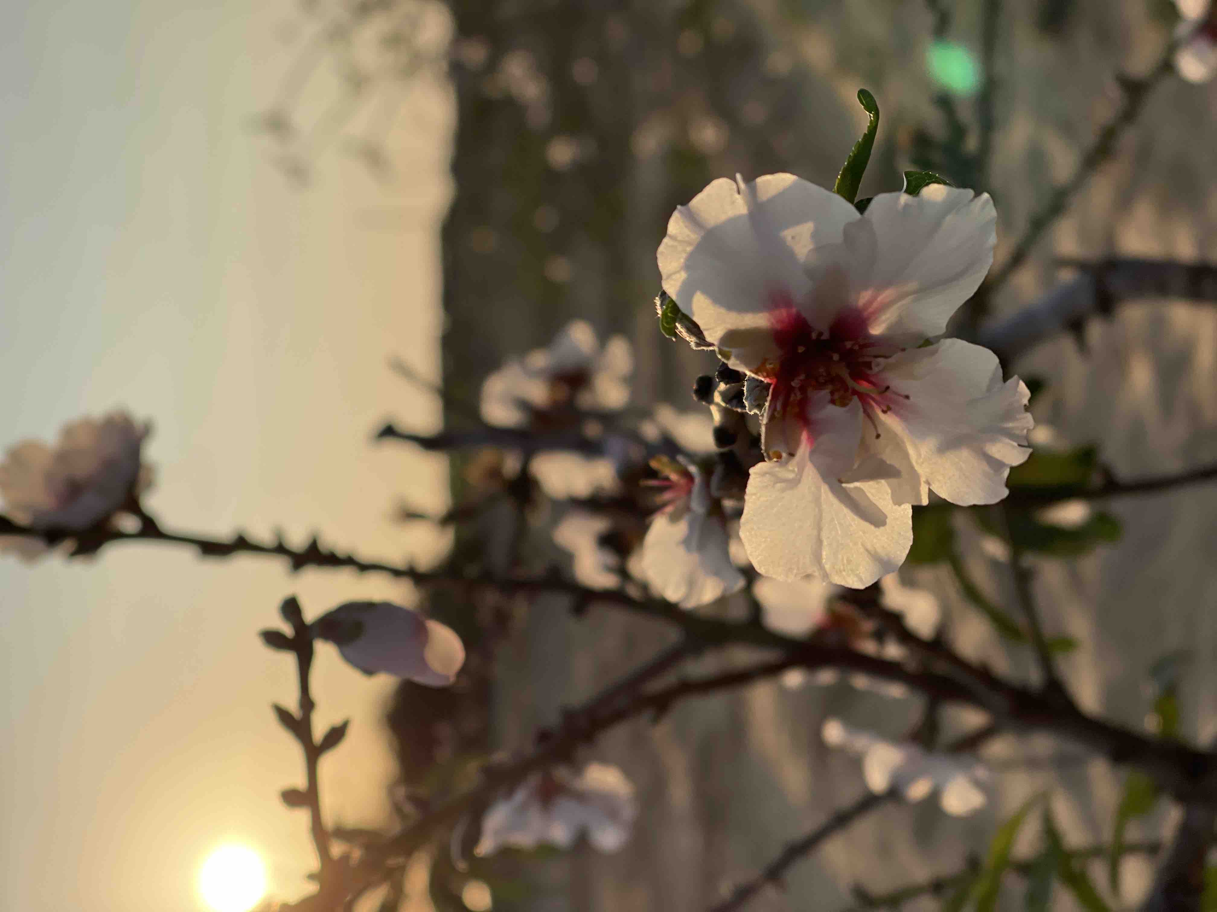 بلونه الأبيض مع اشعة الشمس 