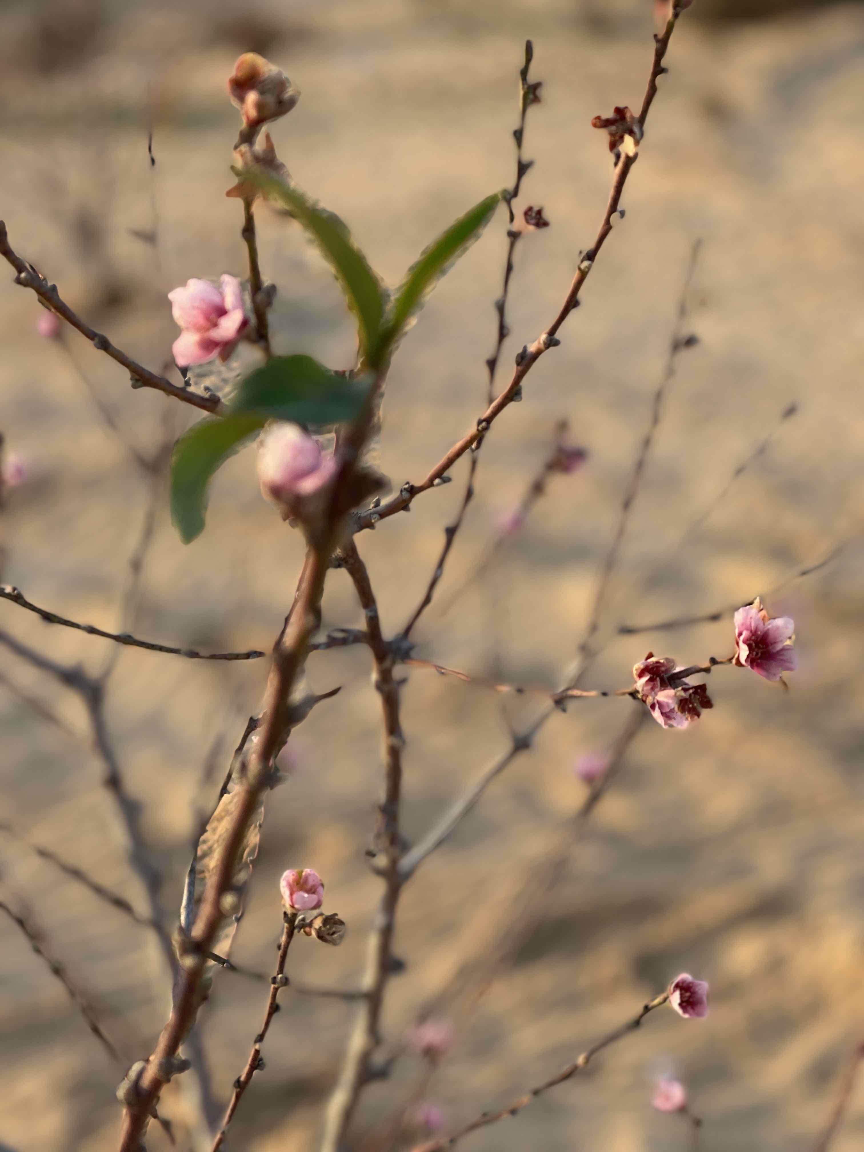شجرة اللوز في البدايات