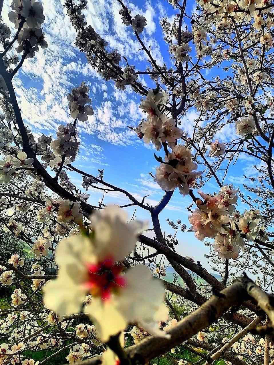 لوحة ربيعية زاهية الالوان 