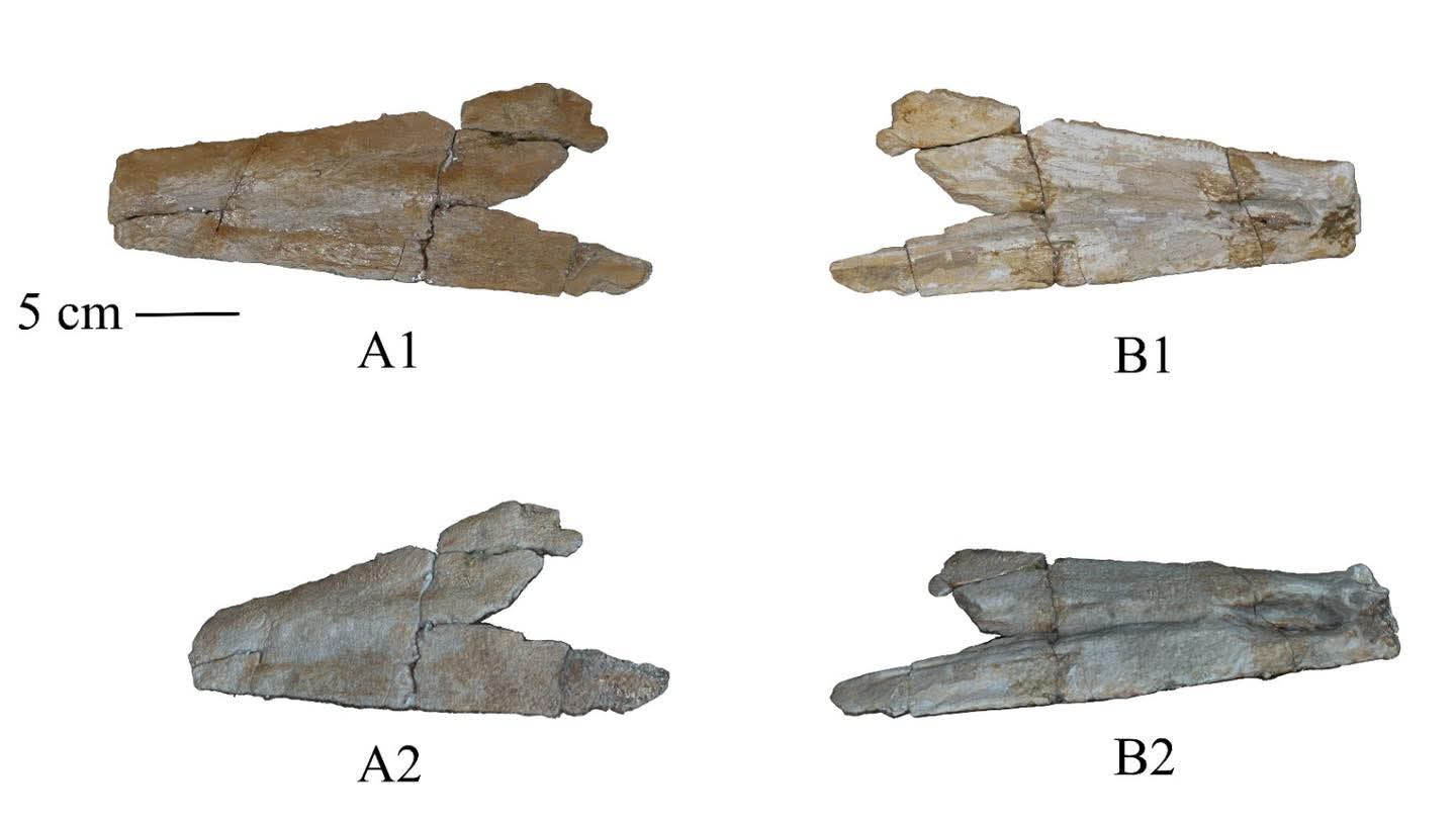 اكتشاف حفريات نادرة بالوادى الجديد