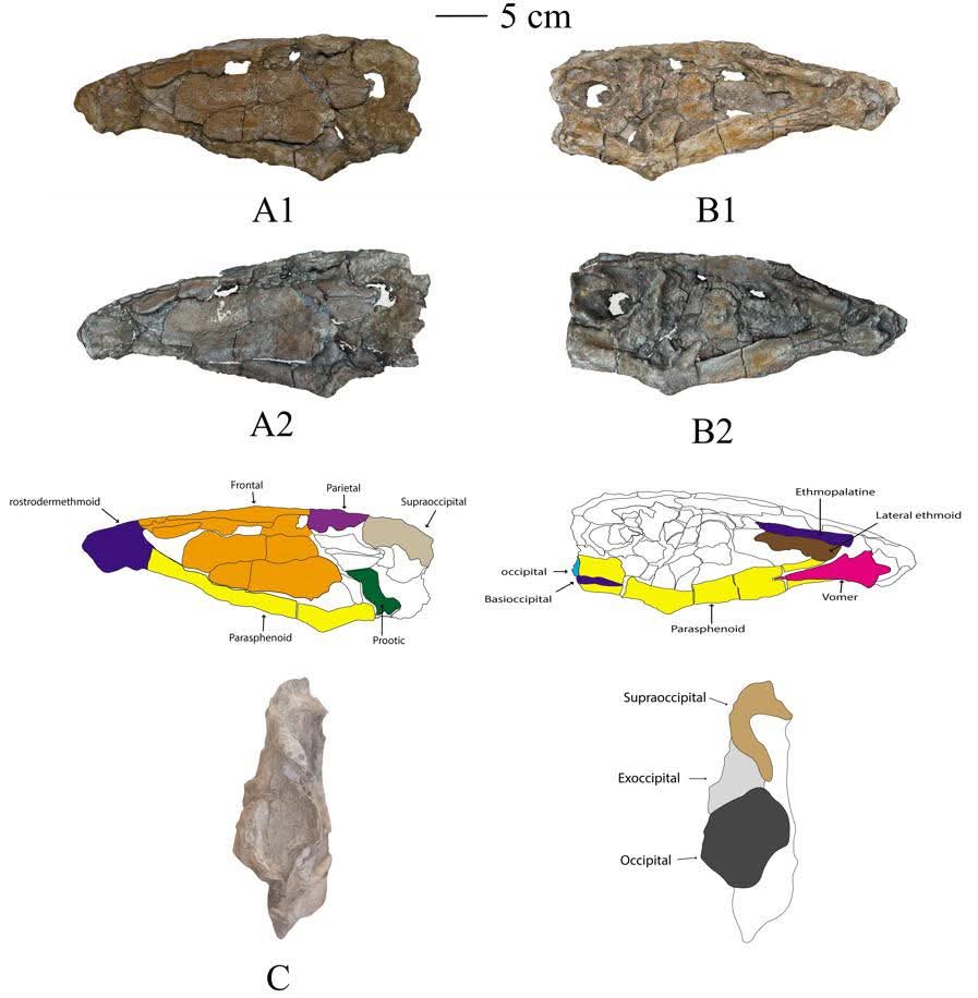 مسح ليزرى يوضح شكل الفك والأسنان