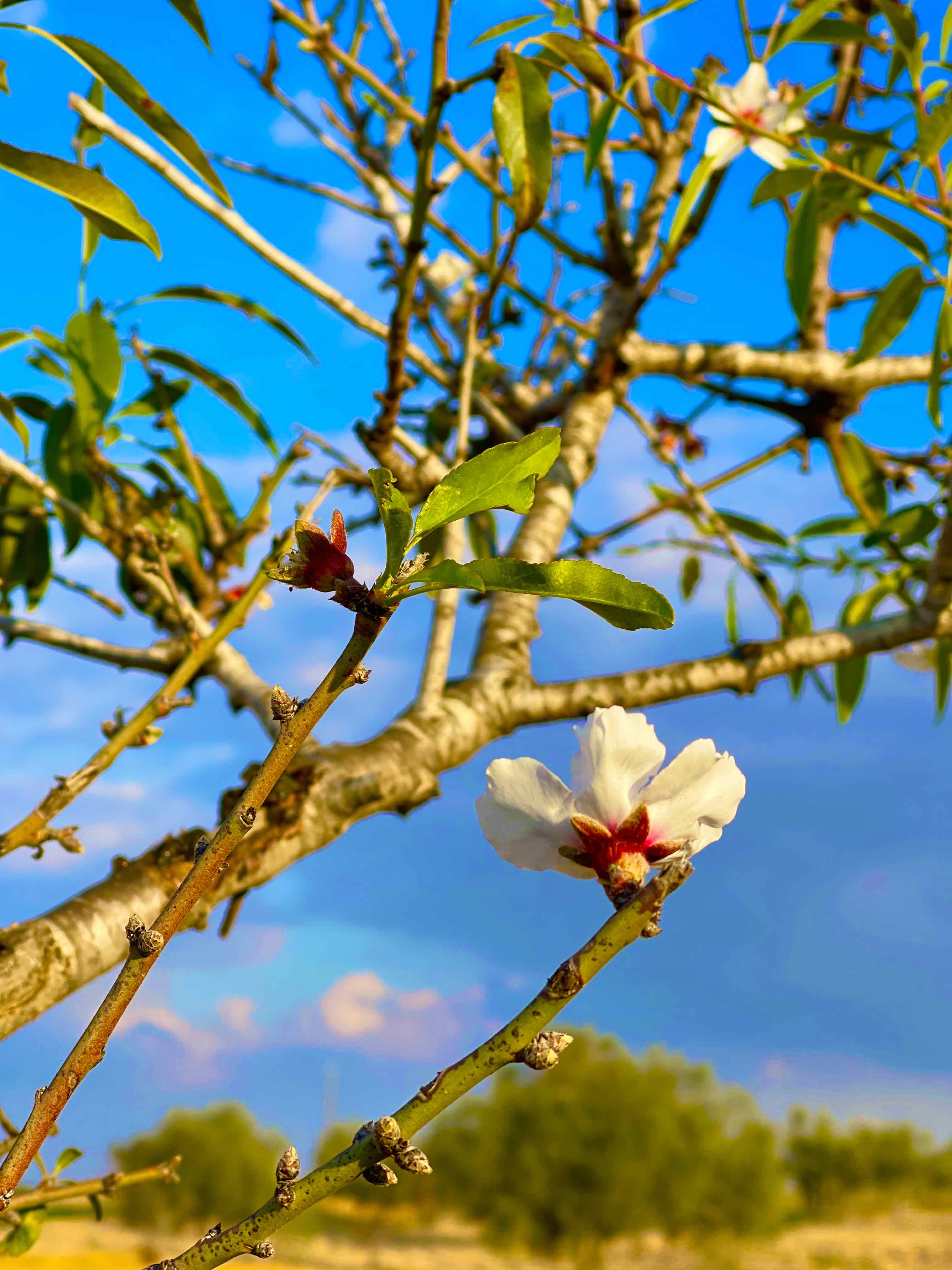مراحل مختلفة لتكوين اللوز