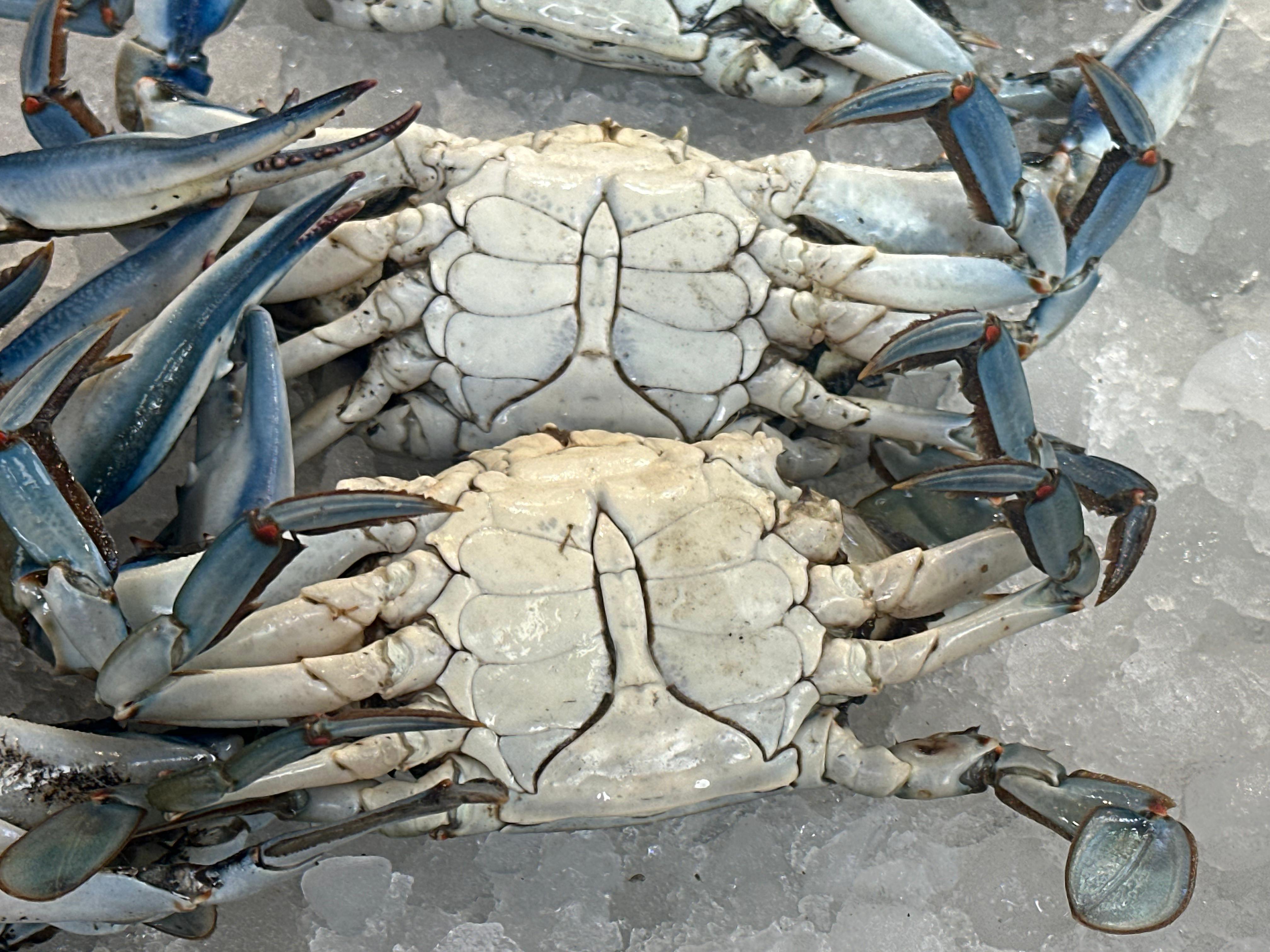 كابوريا كبيرة كابوريا كبيرة