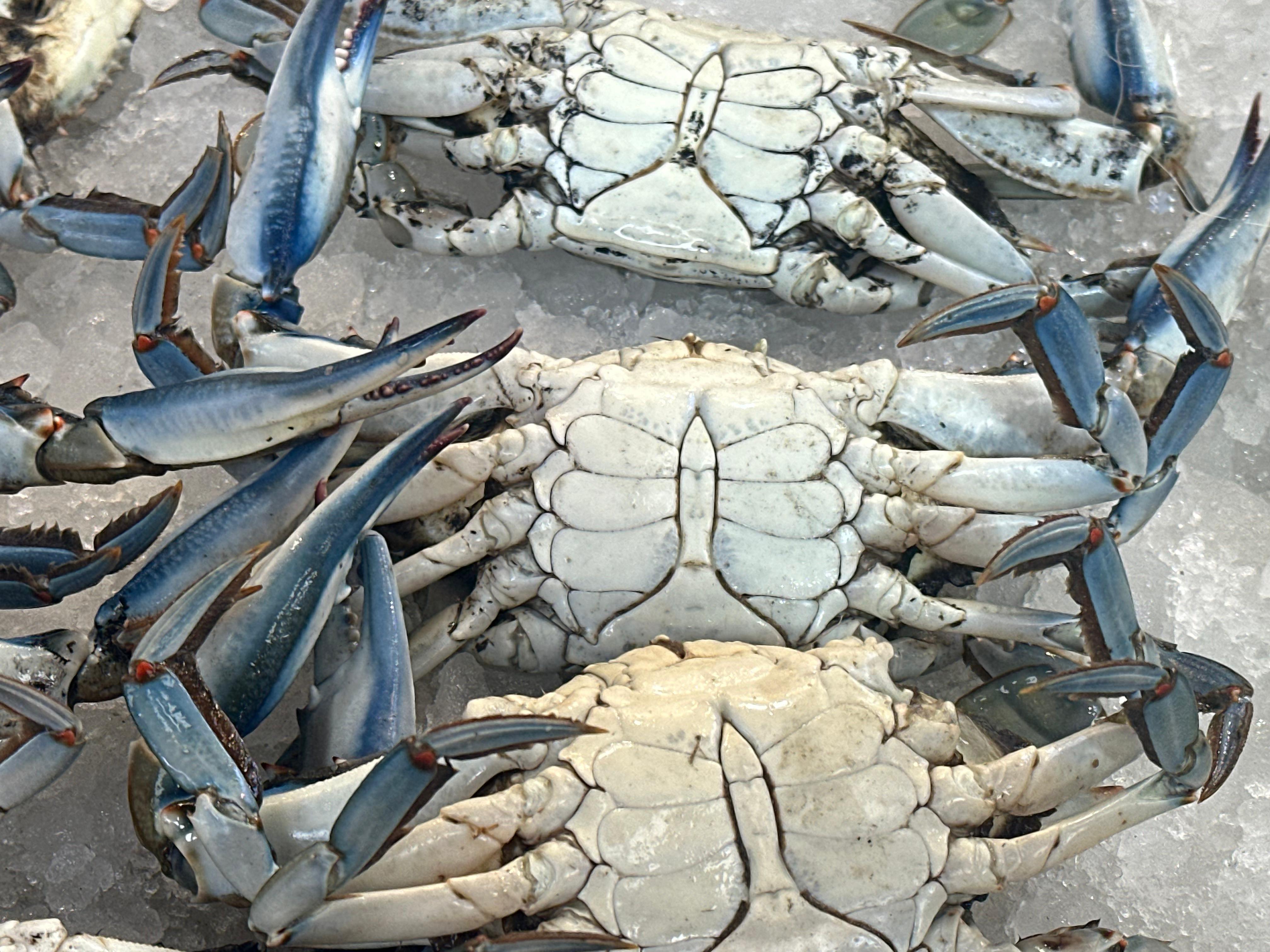 كابوريا كابوريا