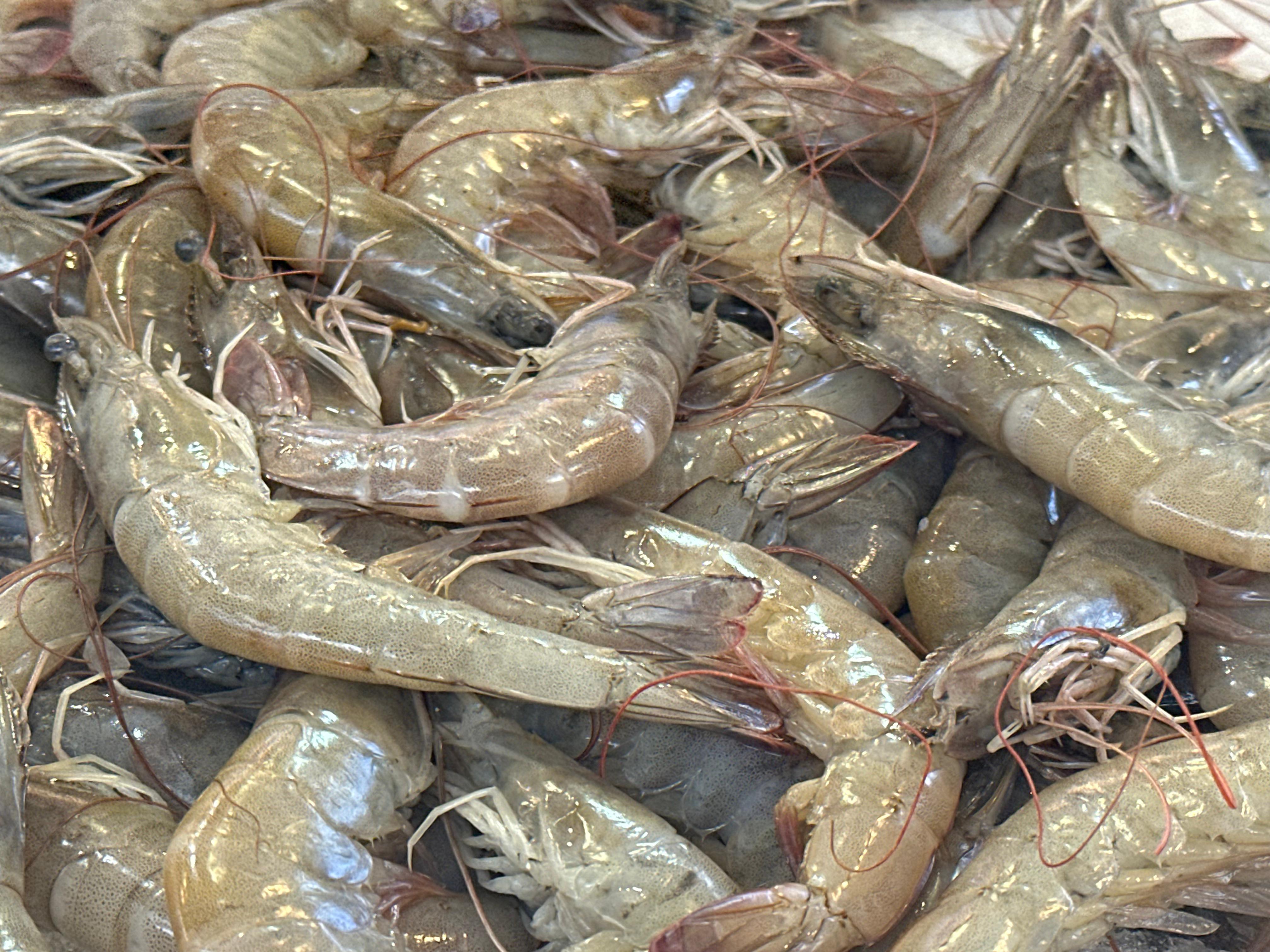 جمبري كبير جمبري كبير