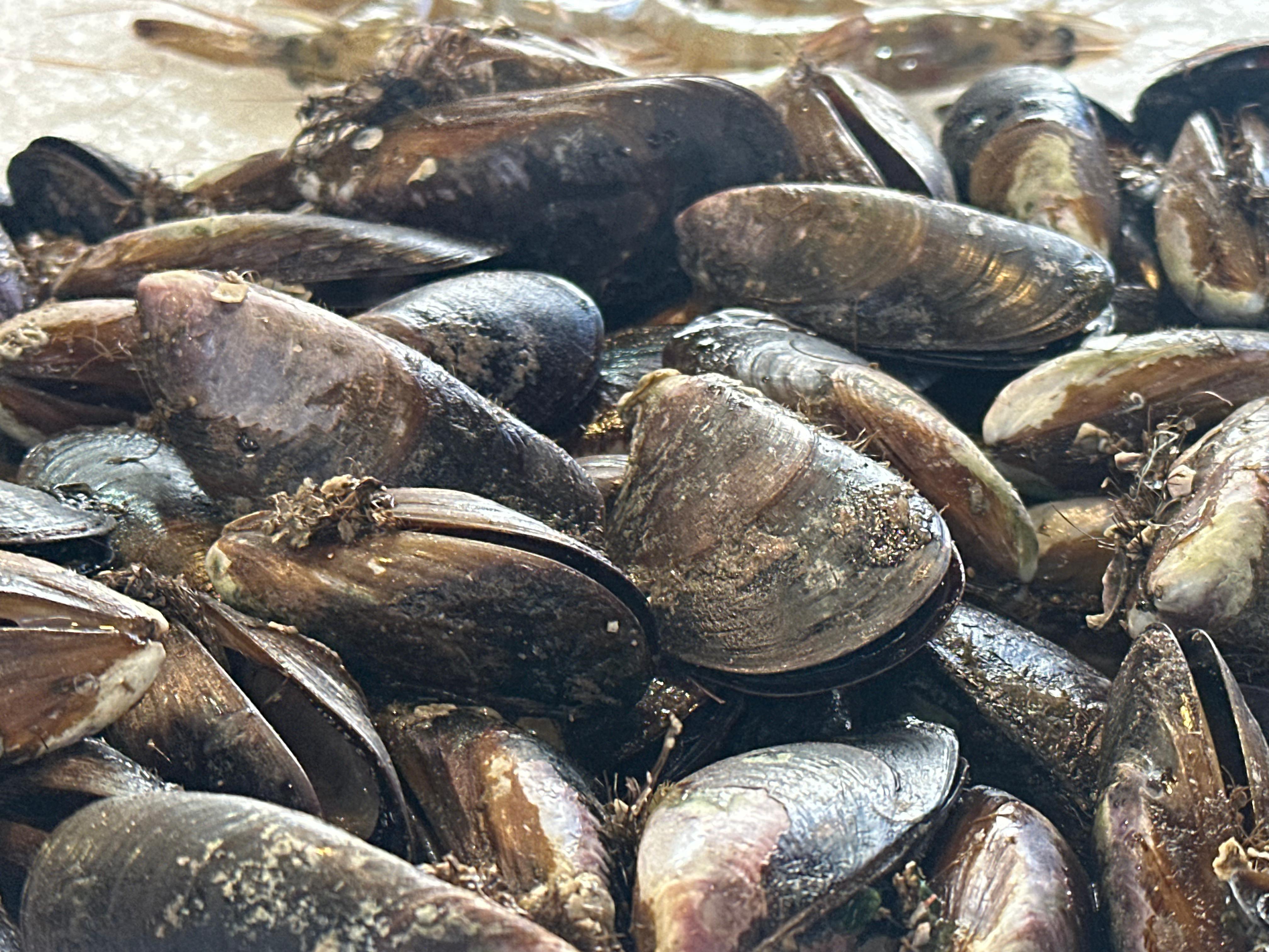 بلح البحر بلح البحر