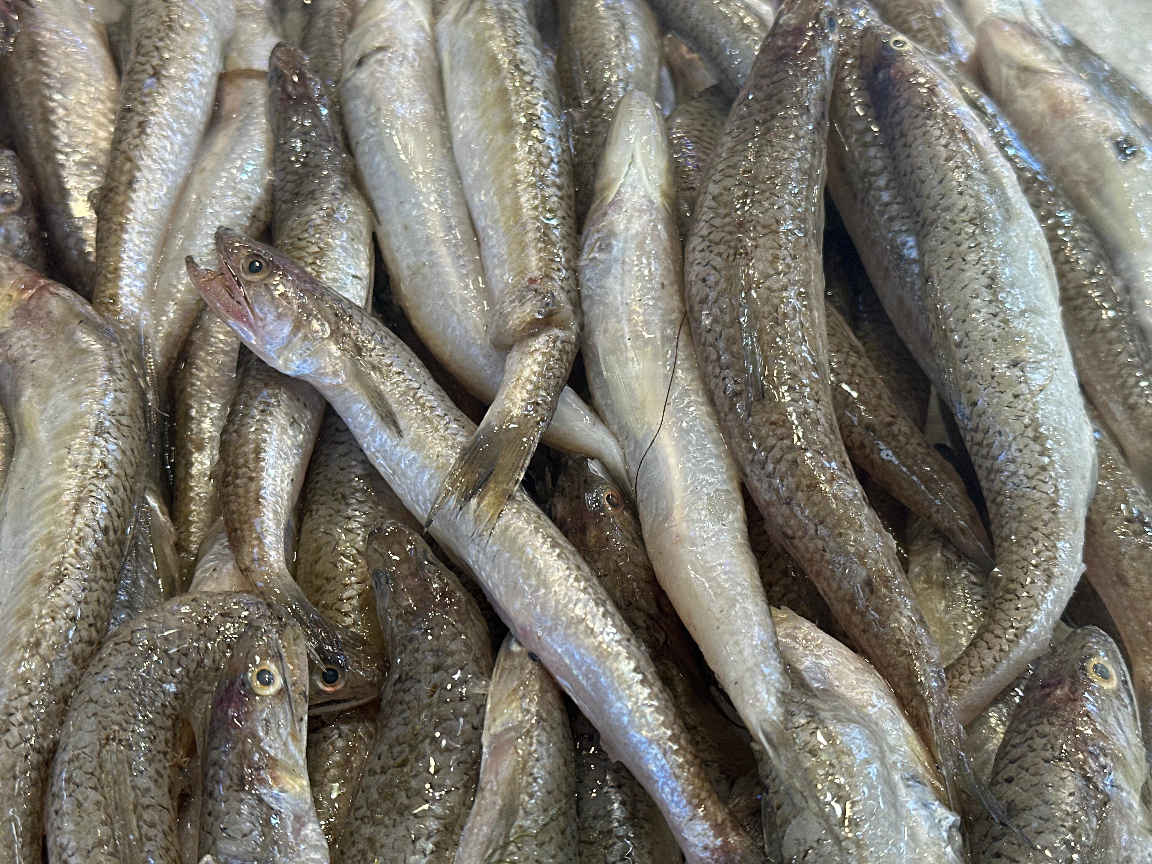 مكرونه مكرونه