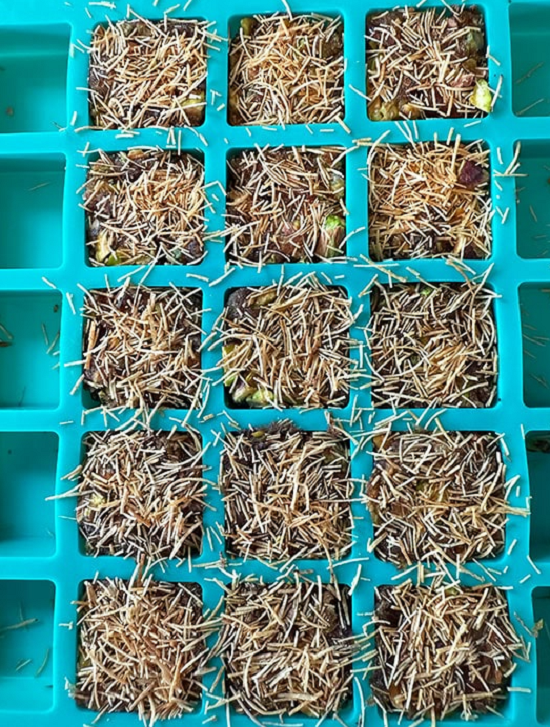 طريقة تحضير كنافة بالتمر