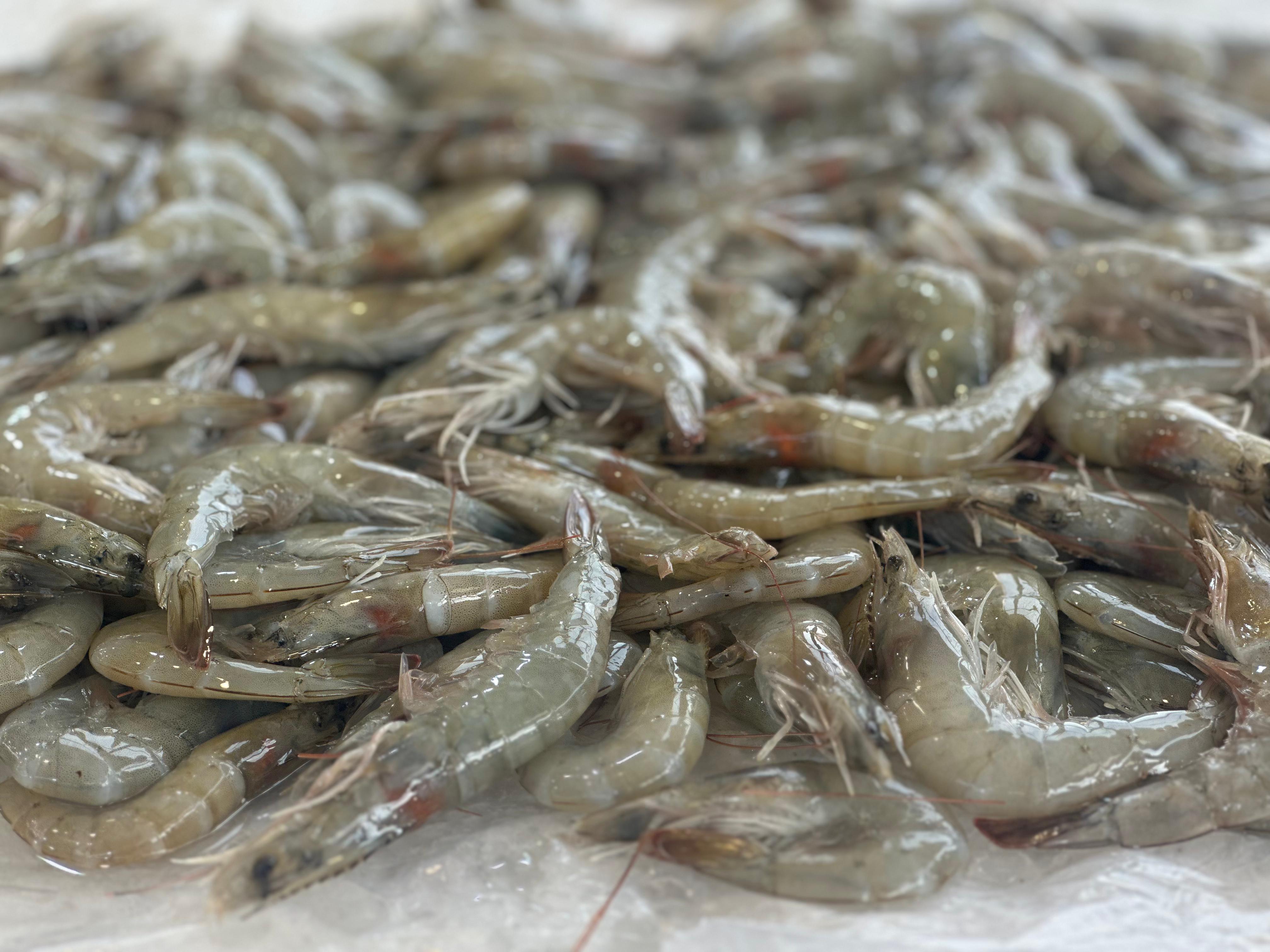 جمبري_1 جمبري_1