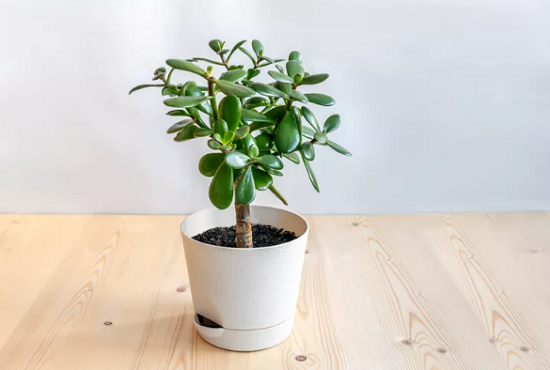 نباتات الطاقة الايجابية