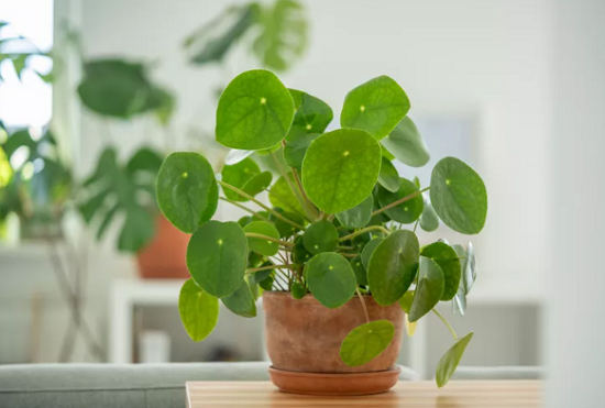 نباتات تزيد الطاقة الايجابية