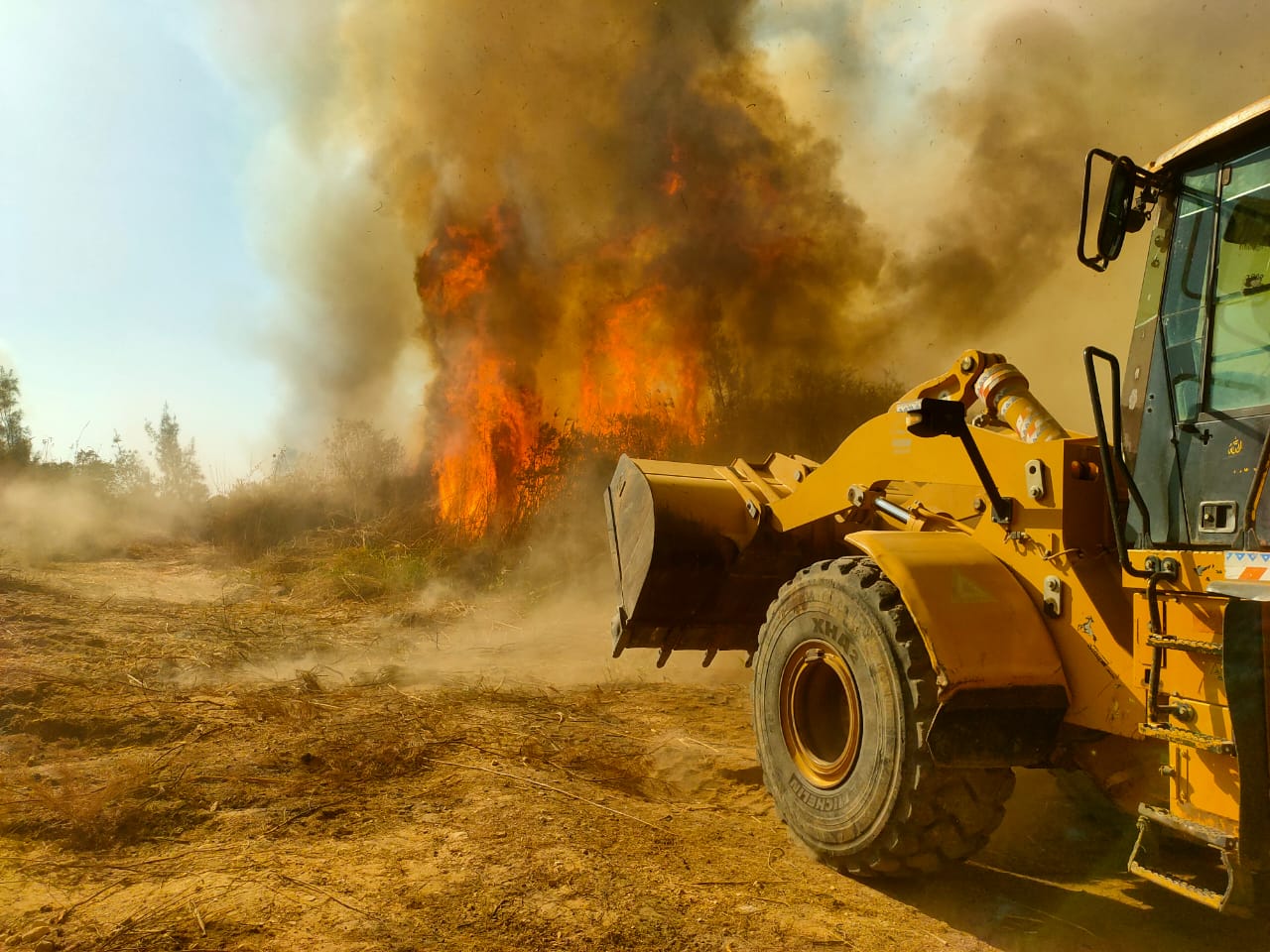 تصاعد السنة اللهب بالغابة الشجرية 