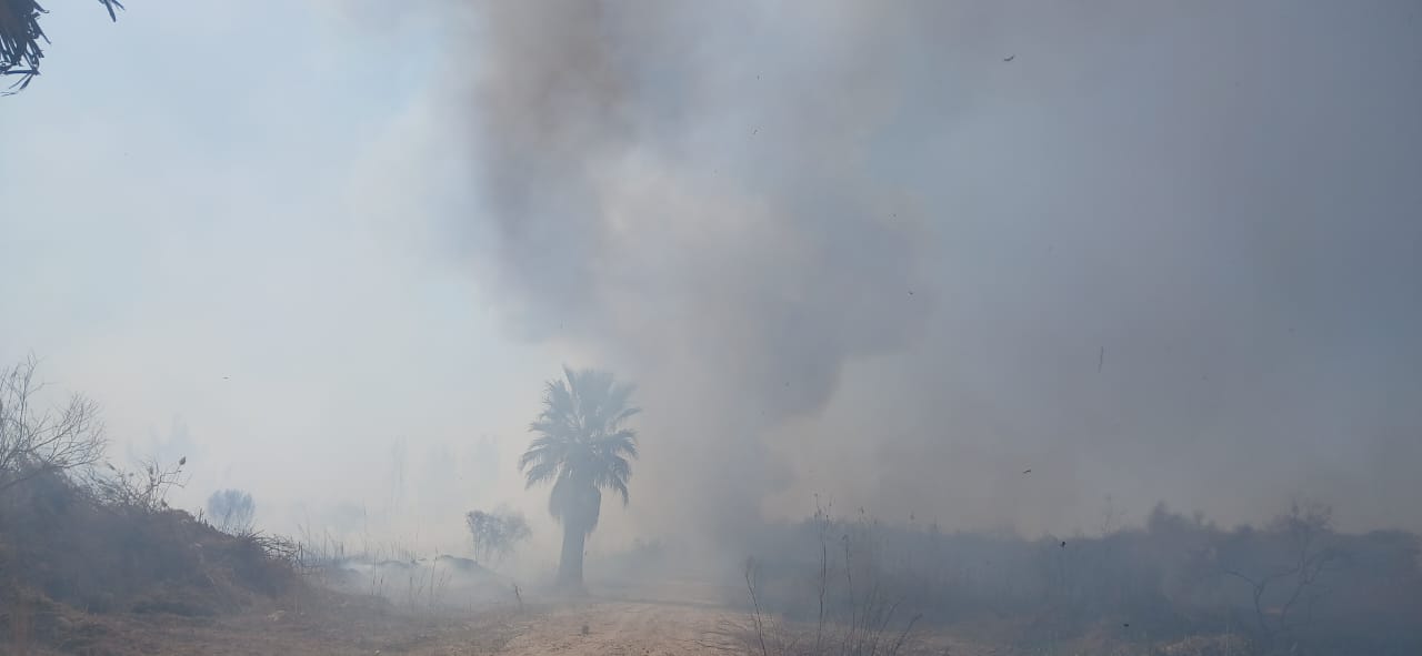 دخان كثيف بالغابة الشجرية 