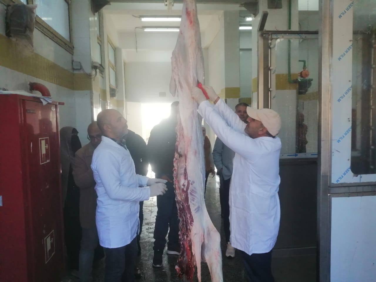 اجراء الكشف البيطري على اللحوم