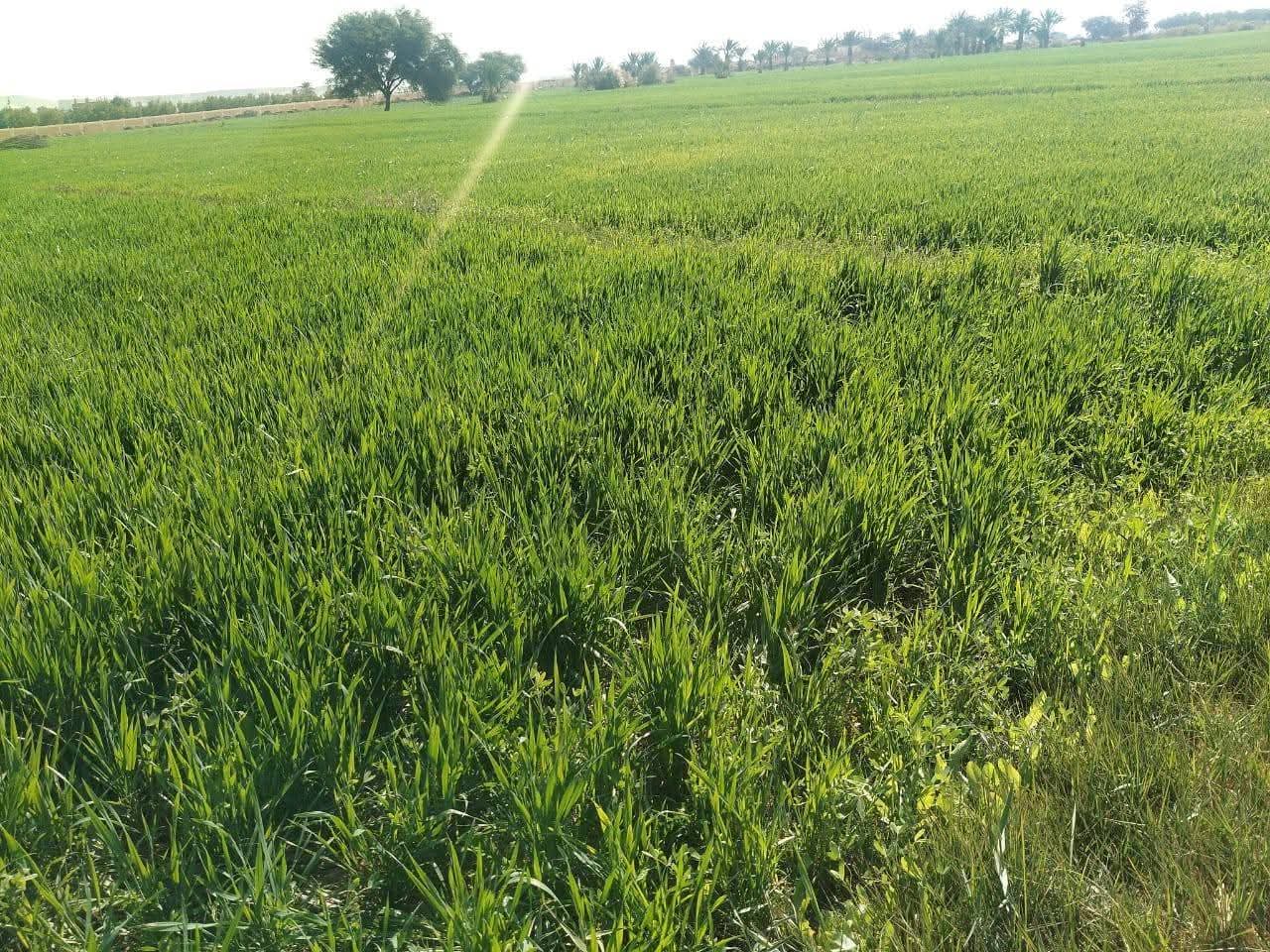 زراعة الوادى الجديد (2)