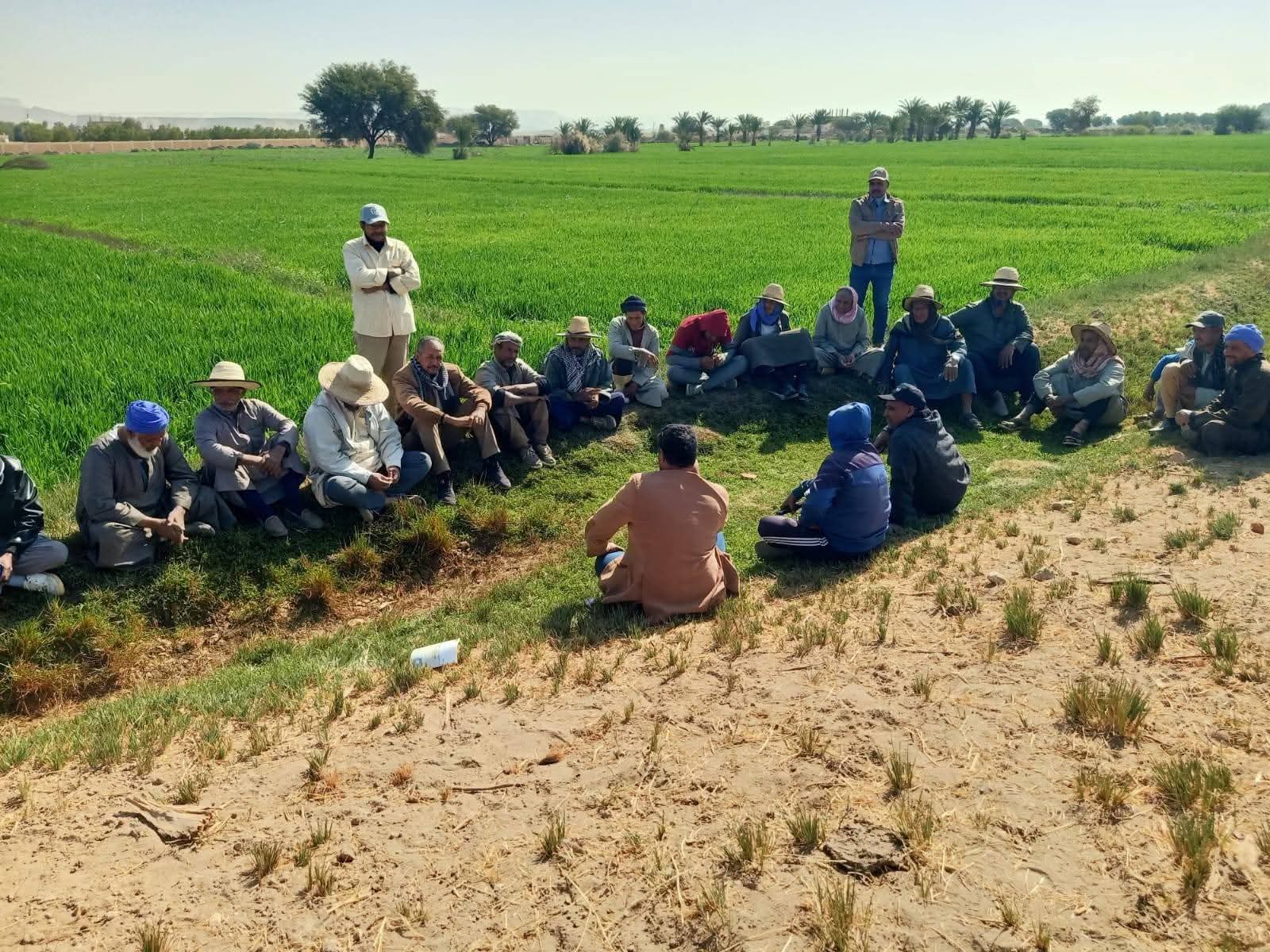 زراعة الوادى الجديد (1)