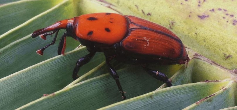 خنفساء فى الارجنتين
