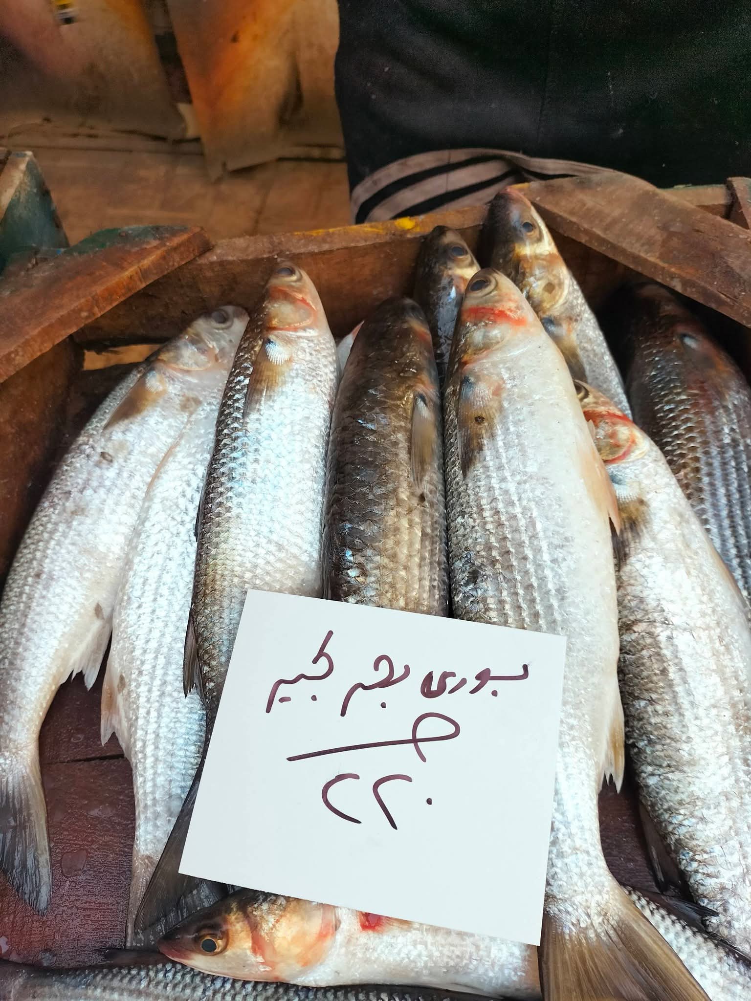 أسعار السمك بالإسكندرية اليوم (7)