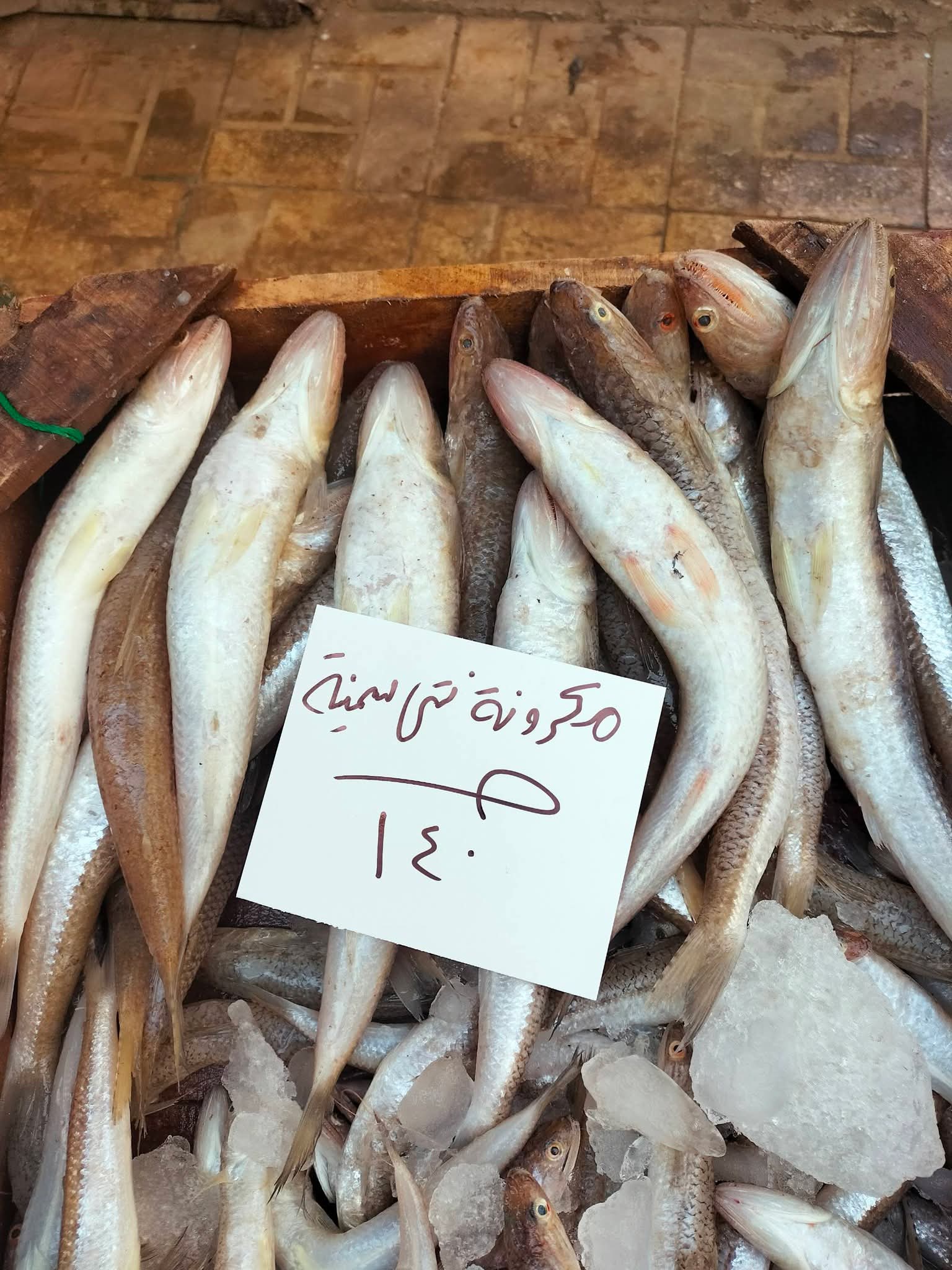 أسعار السمك بالإسكندرية اليوم (13)