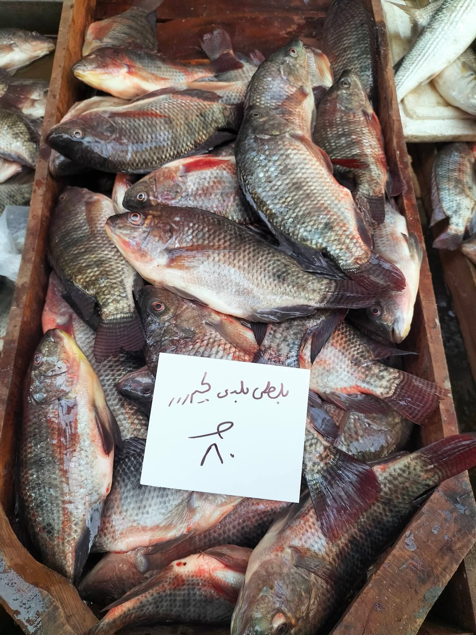 أسعار السمك بالإسكندرية اليوم (4)