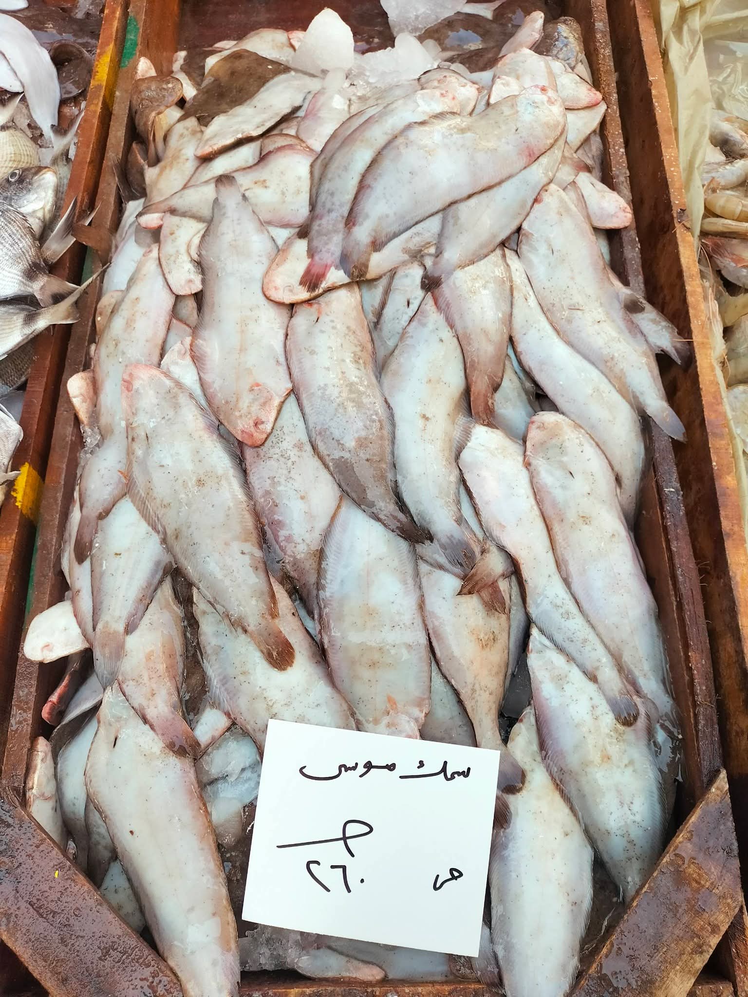 أسعار السمك بالإسكندرية اليوم (1)