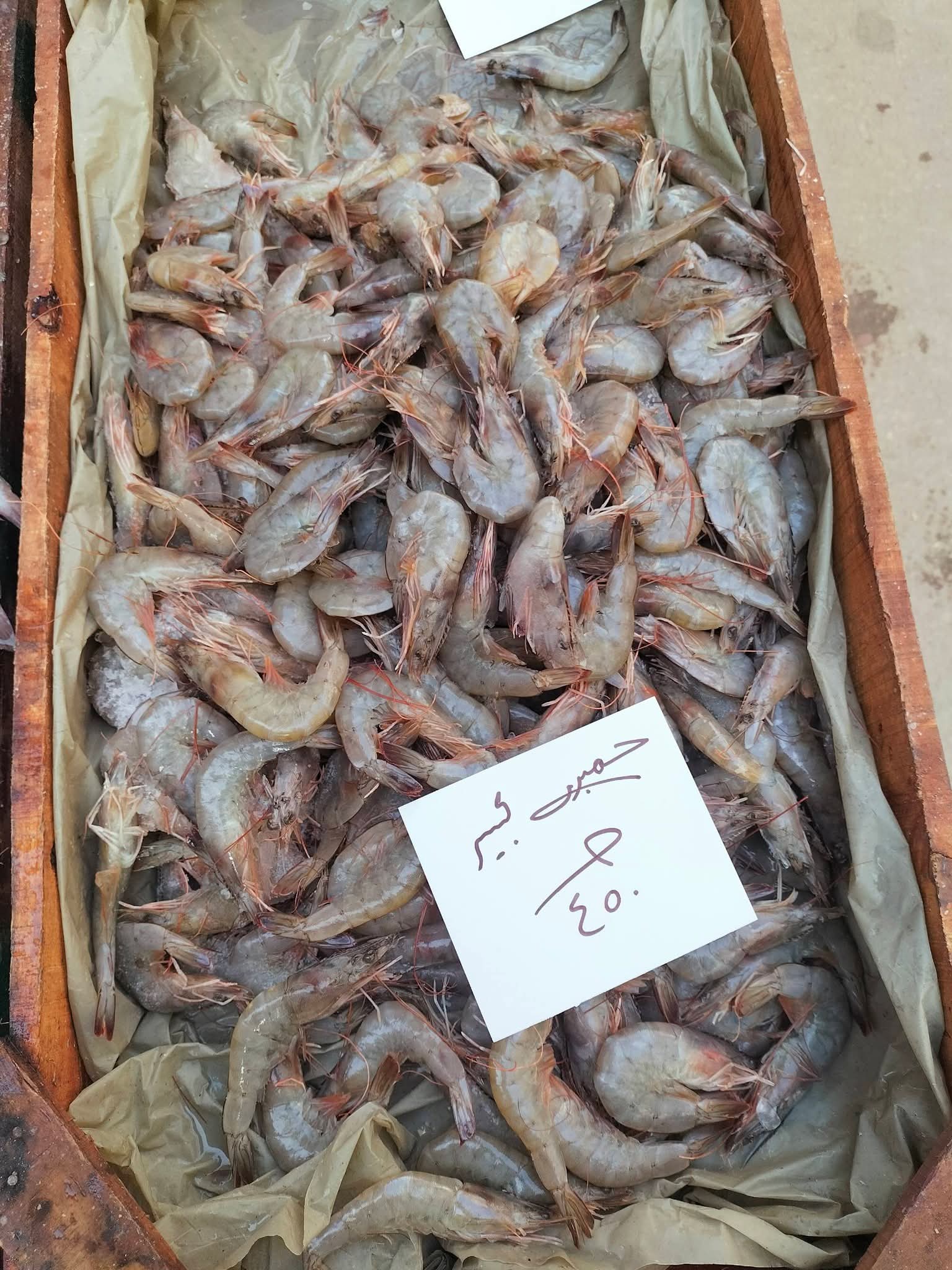 أسعار السمك بالإسكندرية اليوم (2)