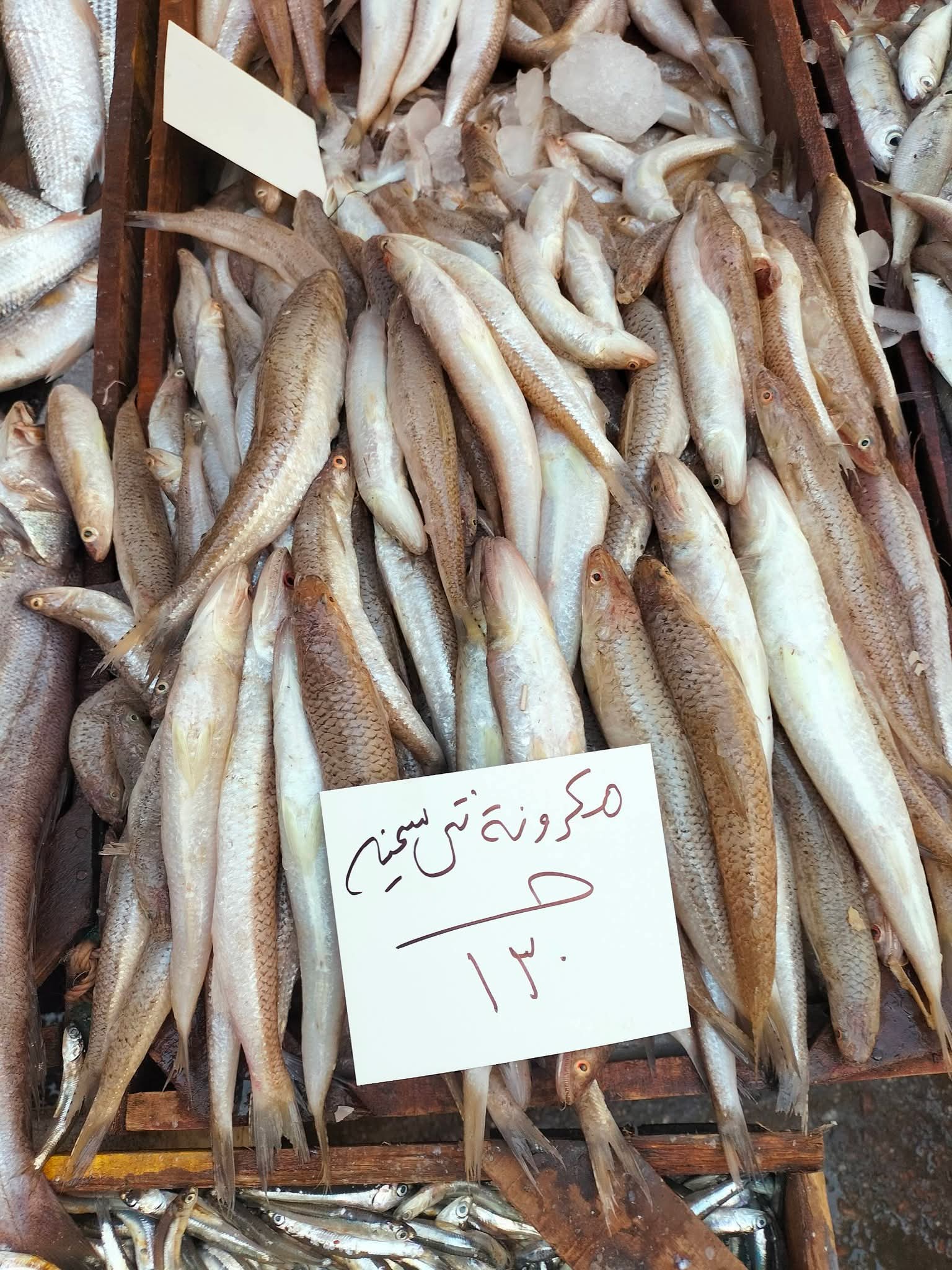 أسعار السمك بالإسكندرية اليوم (11)