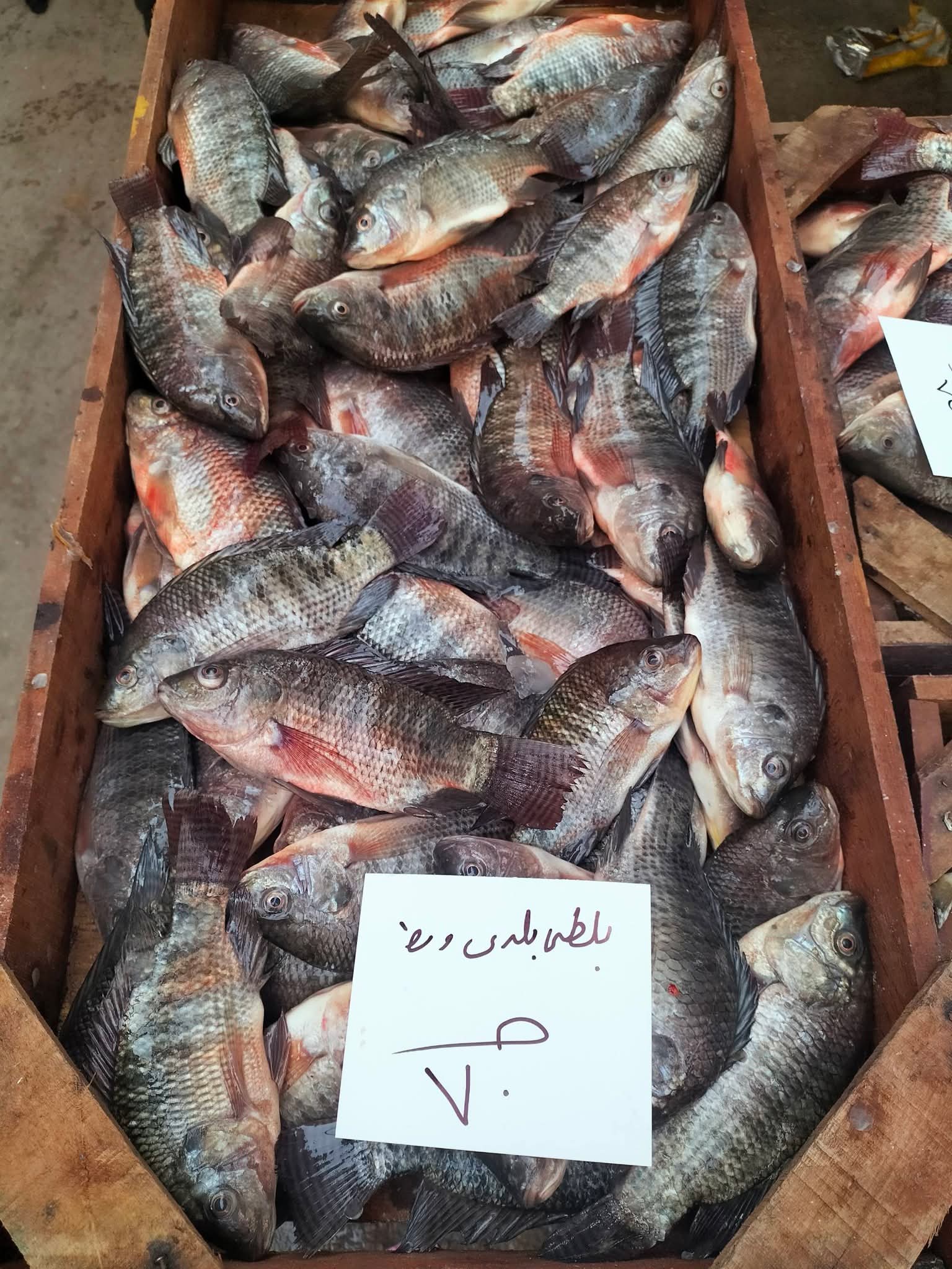 أسعار السمك بالإسكندرية اليوم (6)