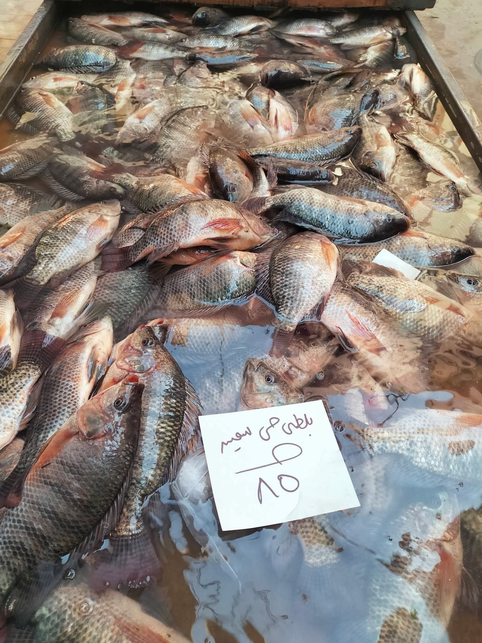 أسعار السمك بالإسكندرية اليوم (3)