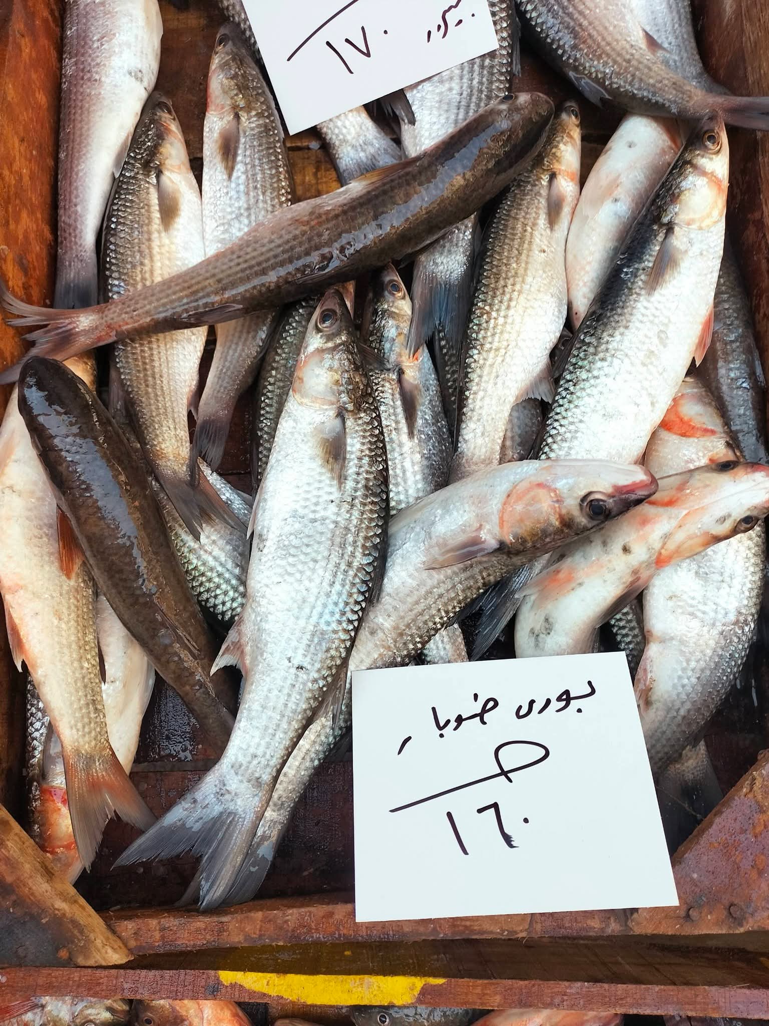 أسعار السمك بالإسكندرية اليوم (8)