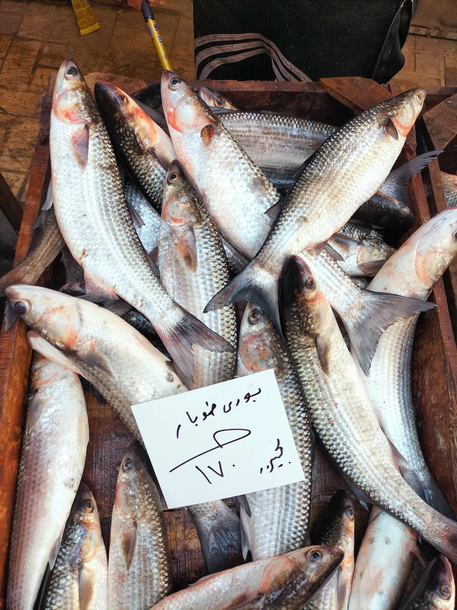 أسعار السمك بالإسكندرية اليوم (9)