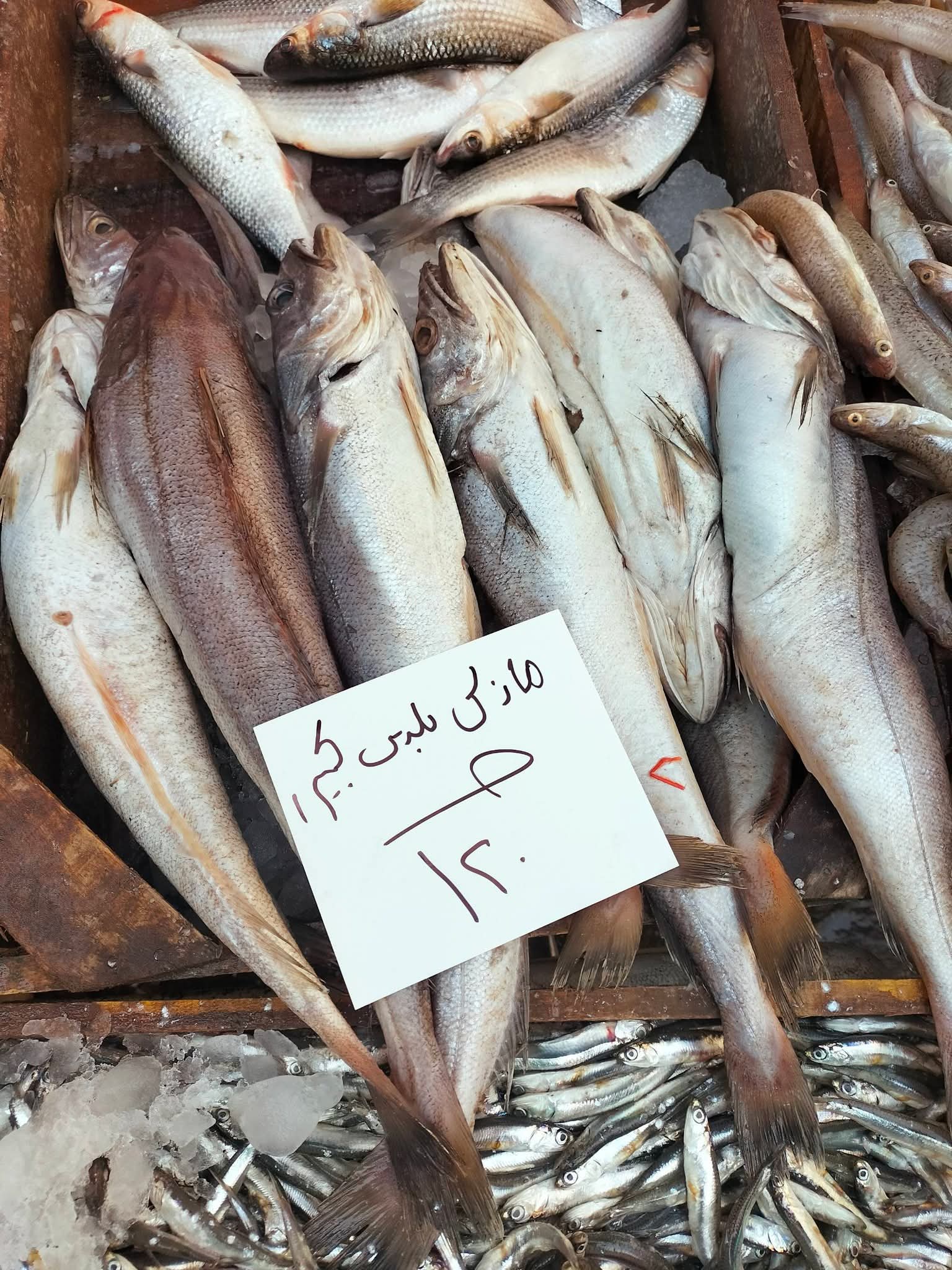 أسعار السمك بالإسكندرية اليوم (10)