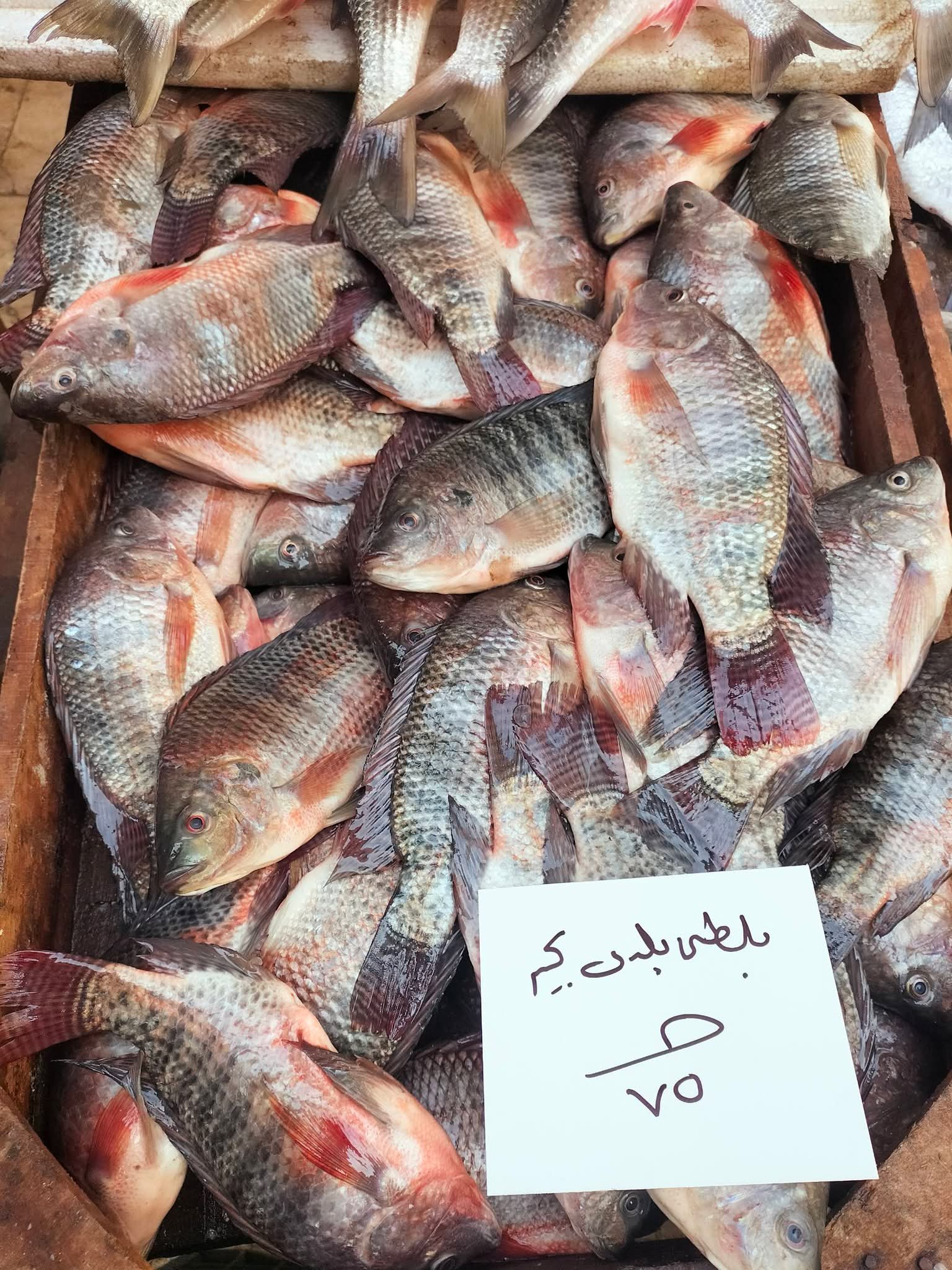 أسعار السمك بالإسكندرية اليوم (5)