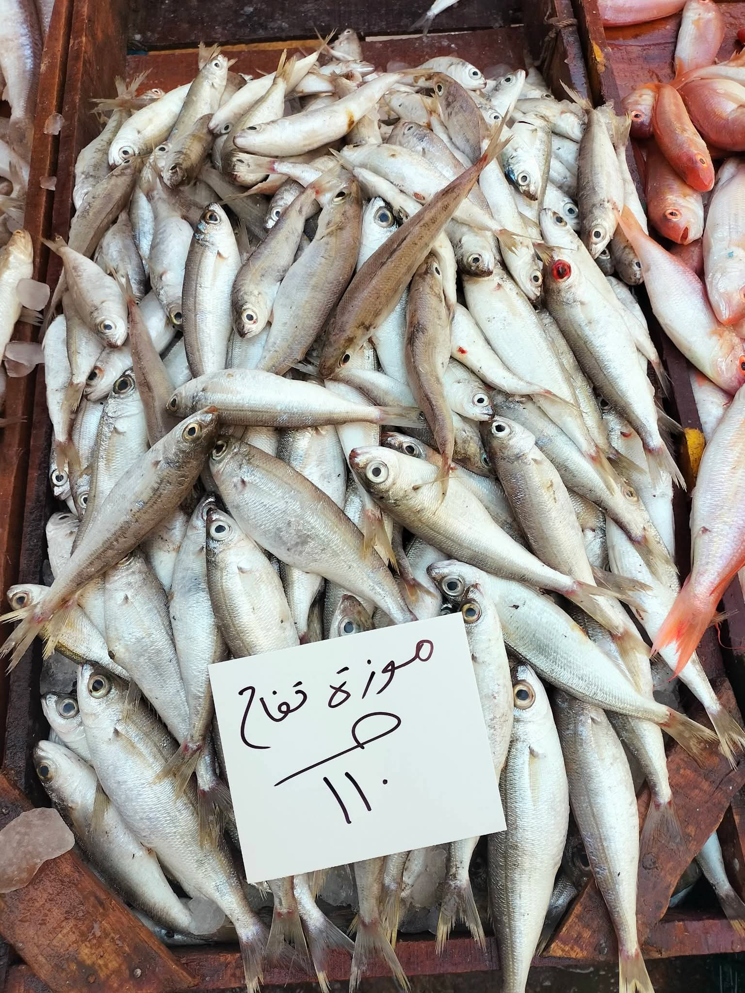 أسعار السمك بالإسكندرية اليوم (14)