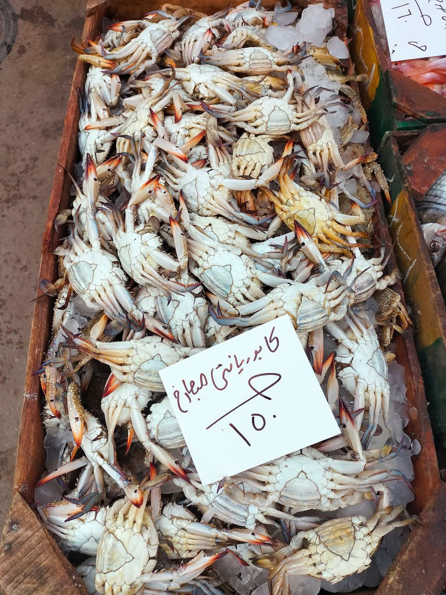 أسعار السمك بالإسكندرية اليوم (15)