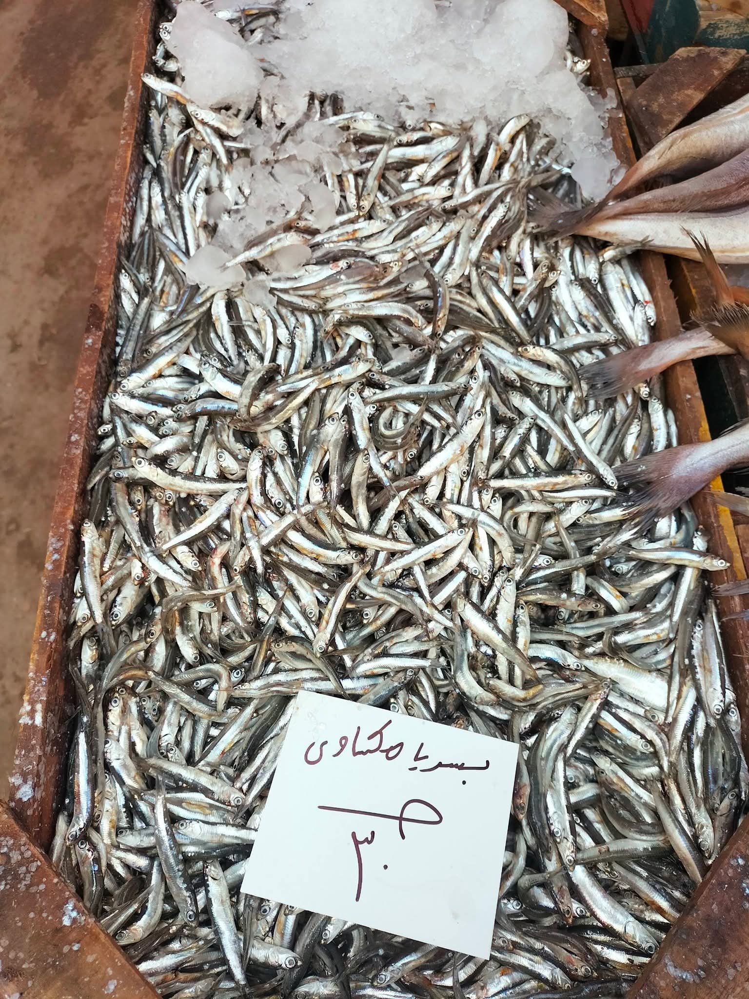أسعار السمك بالإسكندرية اليوم (12)