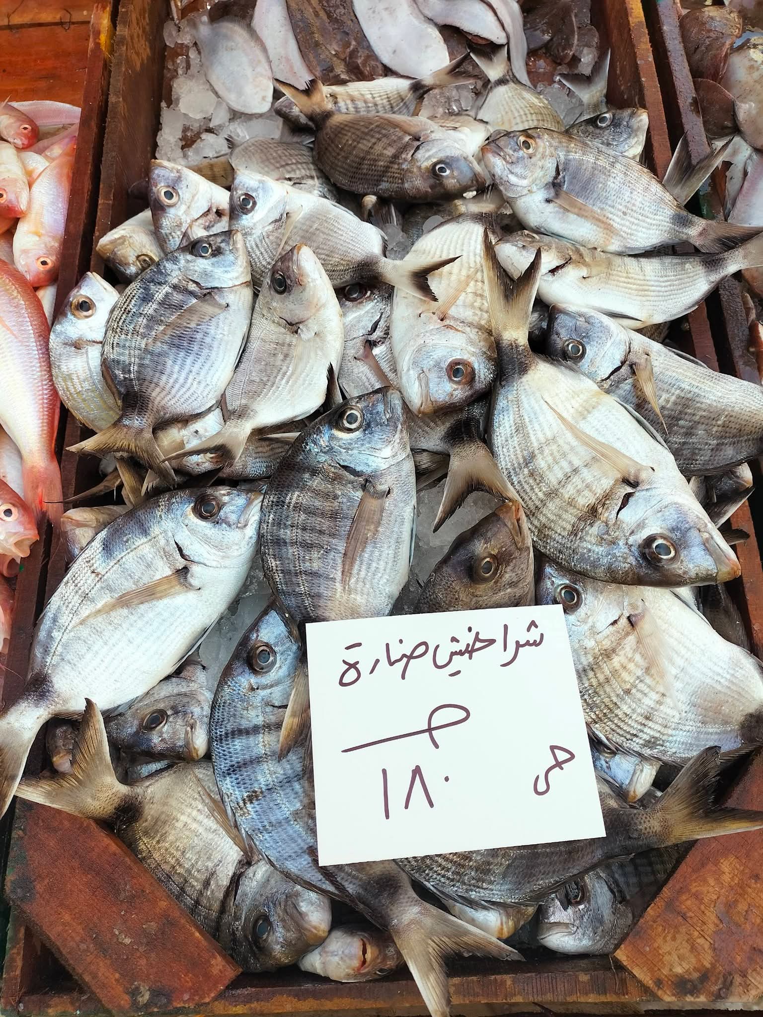 أسعار السمك بالإسكندرية اليوم (16)
