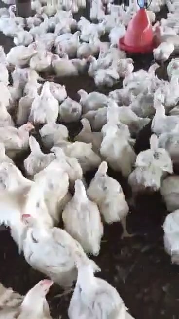 مزارع تربية وتسمين الدواجن (1)