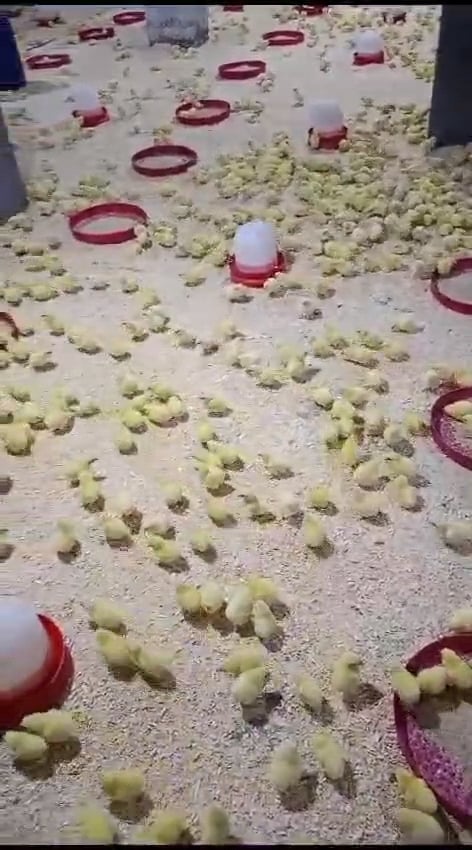 مزارع تربية وتسمين الدواجن (6)