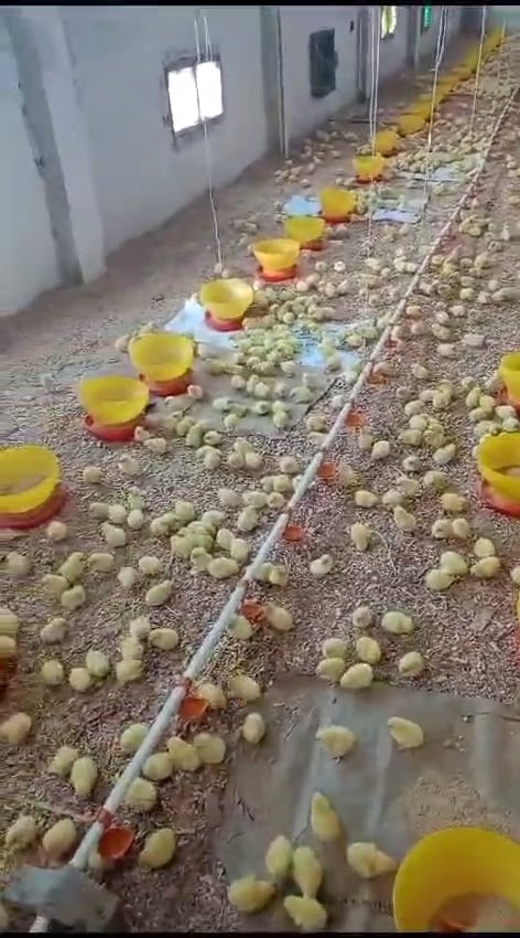 مزارع تربية وتسمين الدواجن (2)