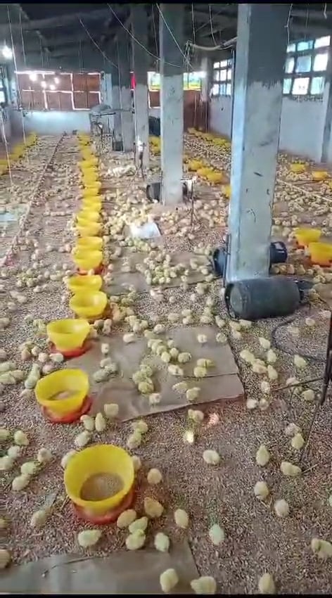 مزارع تربية وتسمين الدواجن (3)