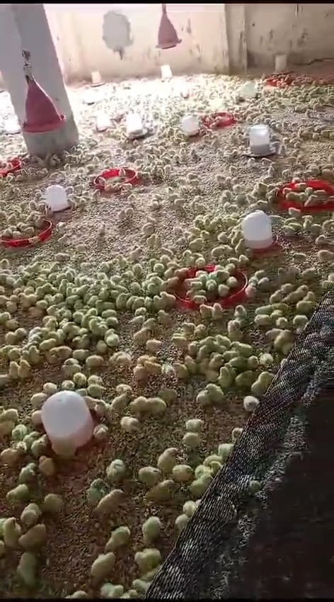 مزارع تربية وتسمين الدواجن (4)