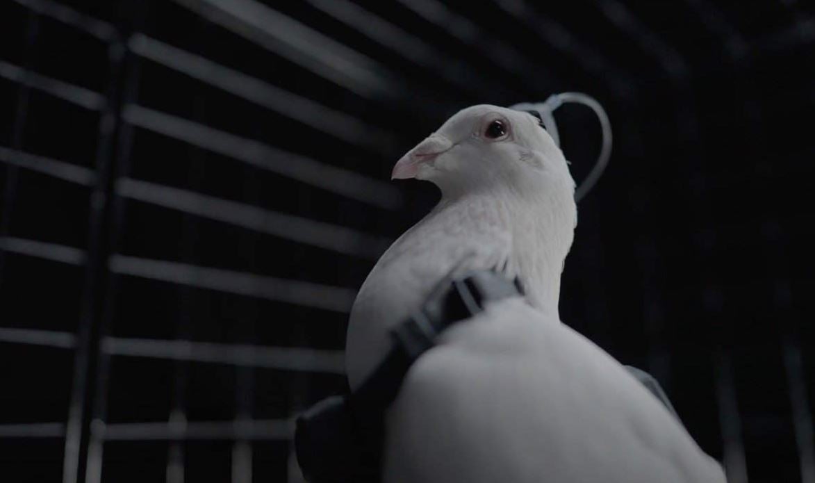 شركة روسية ناشئة تزعم استخدام غرسات دماغية لتحويل الحمام إلى طائرات مراقبة