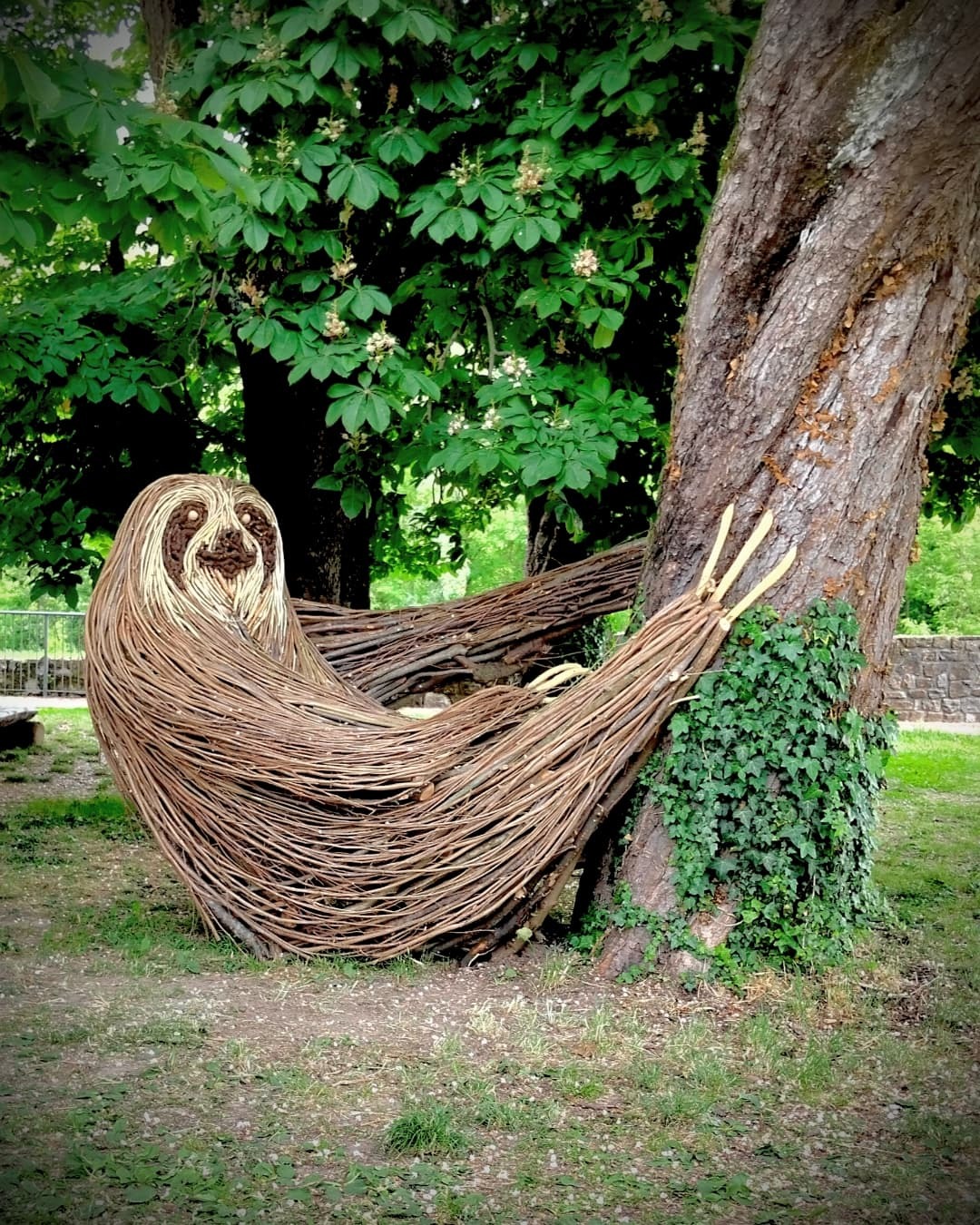 حيوان الكسلان حيوان الكسلان